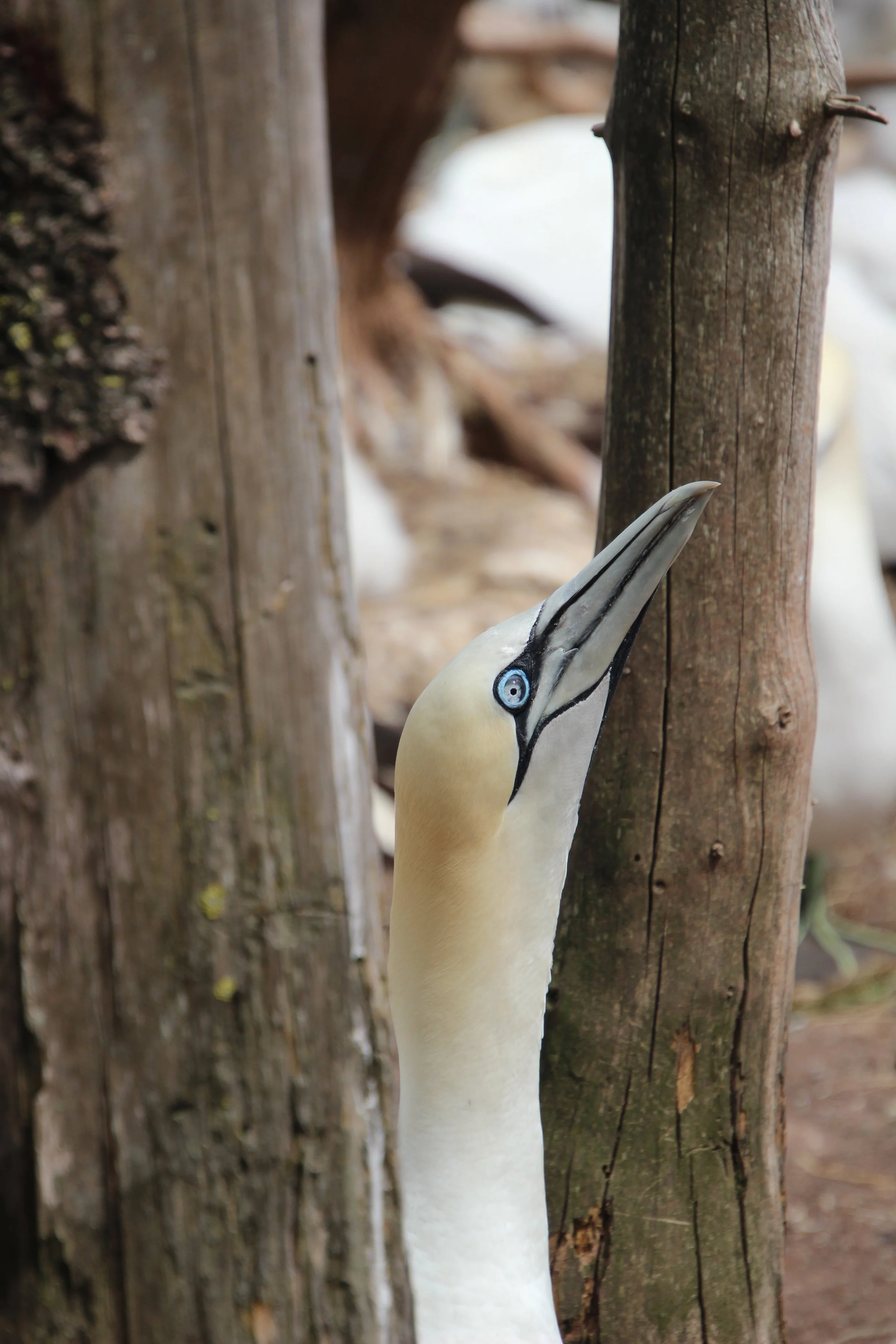 L'oeil perçant du Fou de Bassan, île Bonaventure, Canada