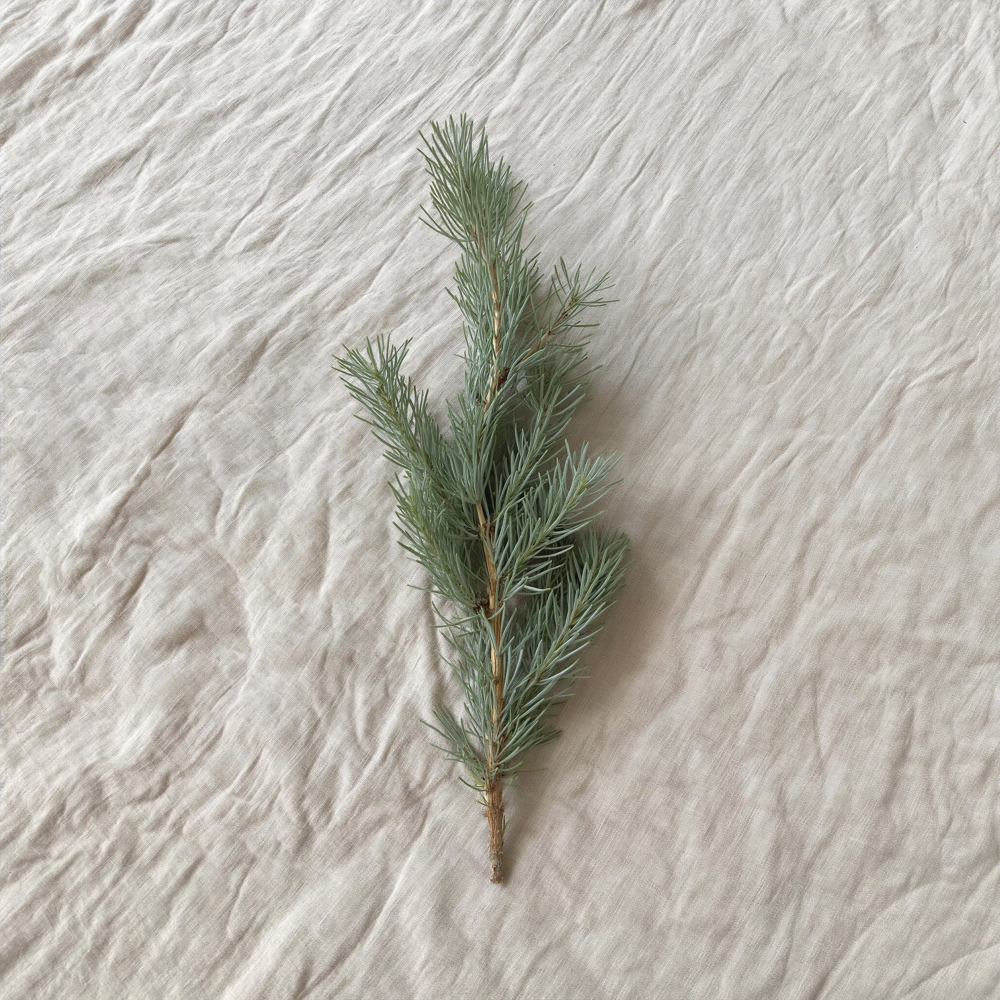juniper branch.png