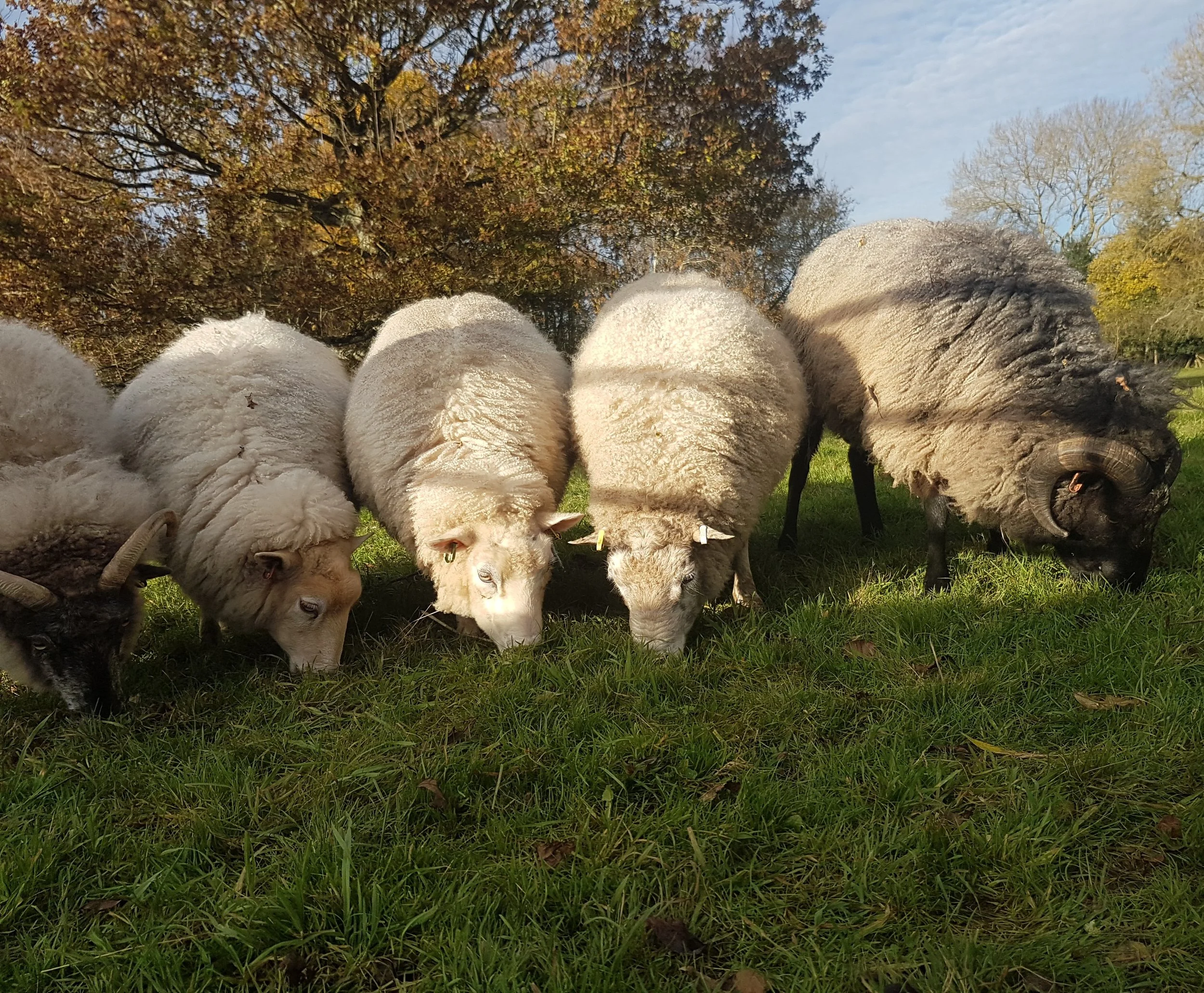 Four sheep grazing from the outside flock in oxfordshire