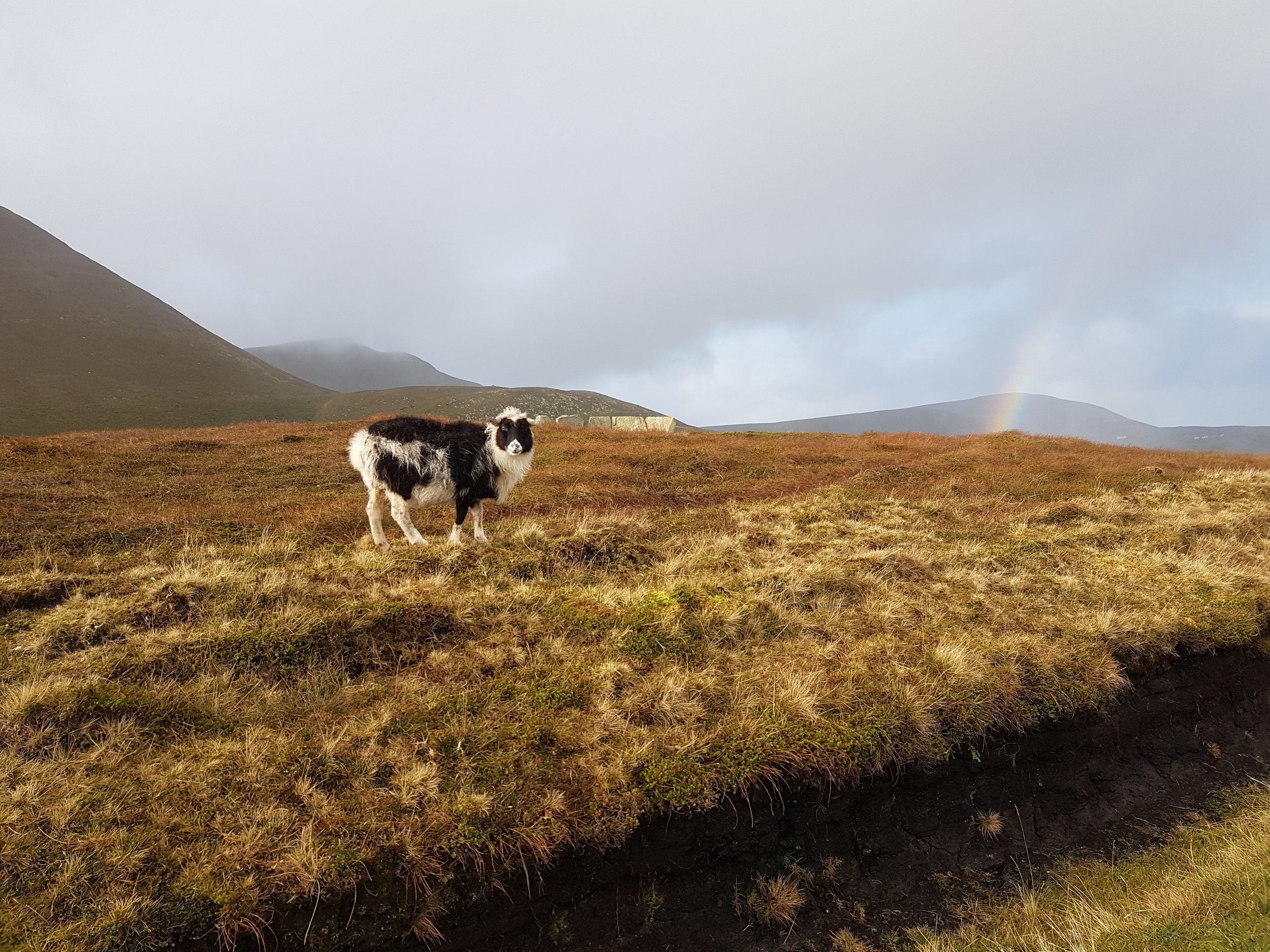 Shetland Sheep on Foula