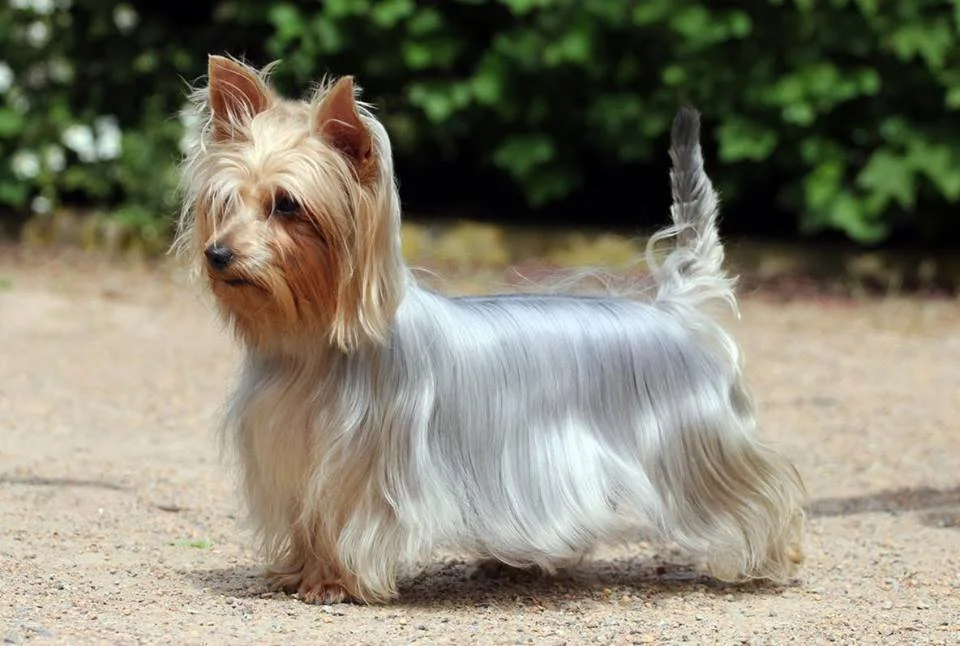 Ein kleiner Hund mit langem, welligem Fell steht auf einem Weg, im Hintergrund grüne Bäume.