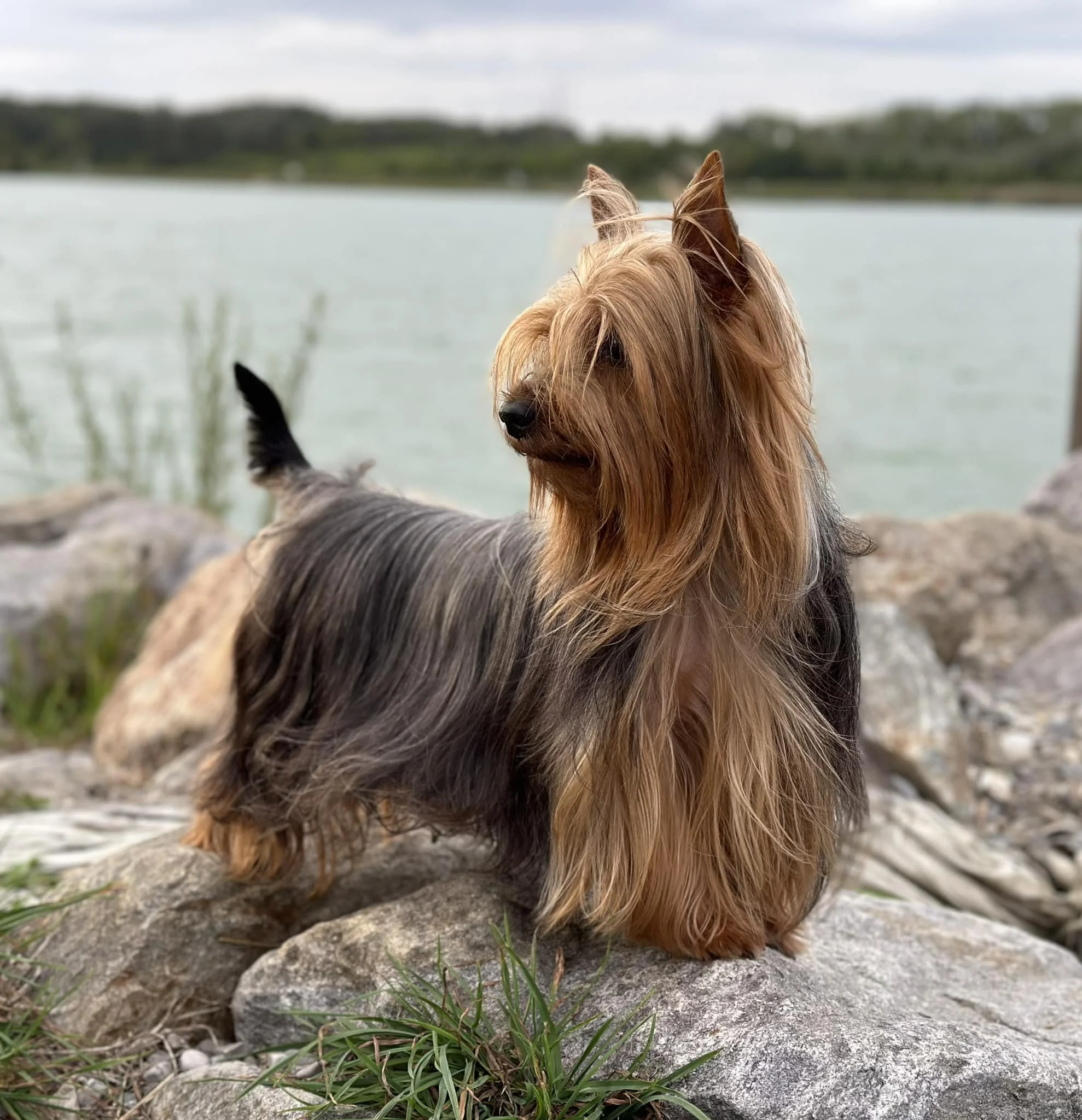 Australian Silky Terrier