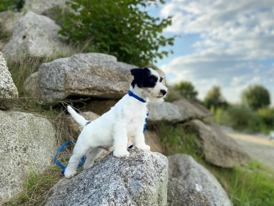 Jack Russell Terrier