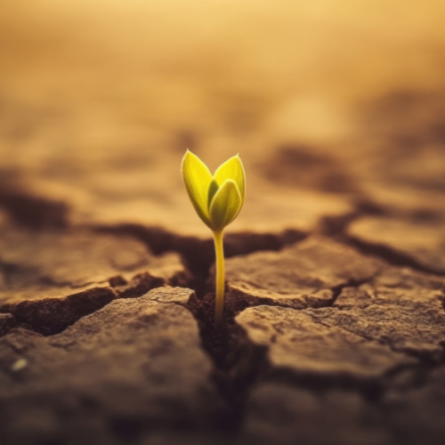 Welcome to The Emotion Practice: A grounded way to understand and work with your emotions