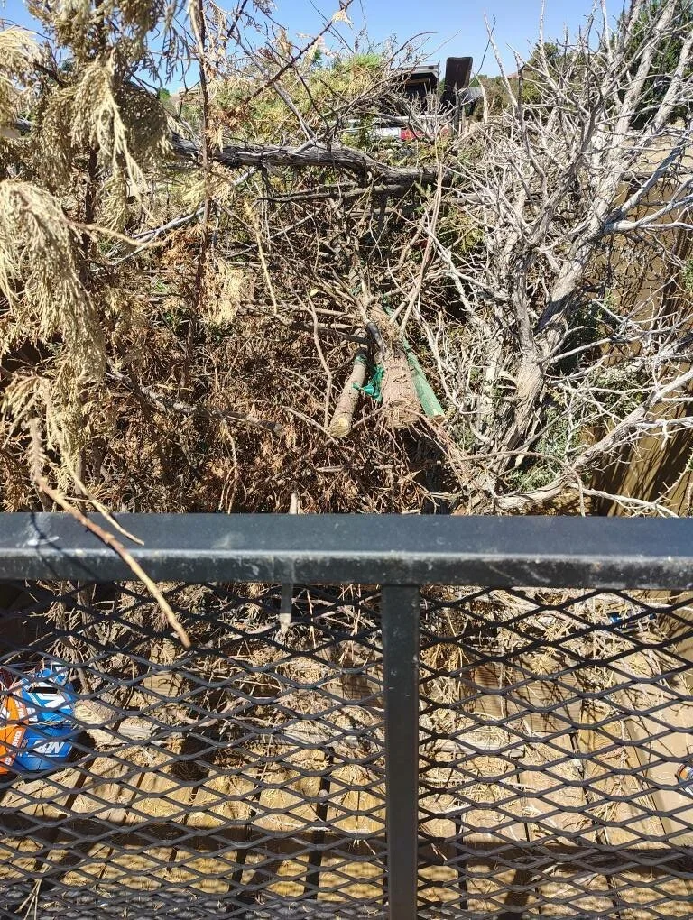 yard cleanup farmington nm