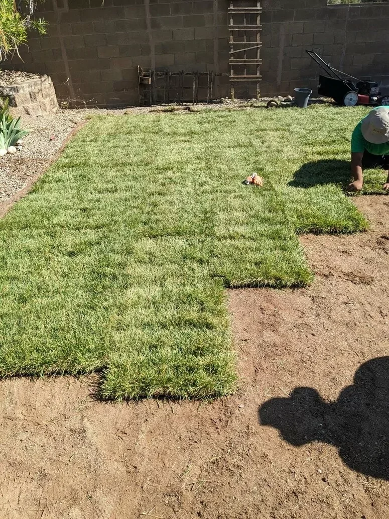 Installing new grass lawn Farmington NM