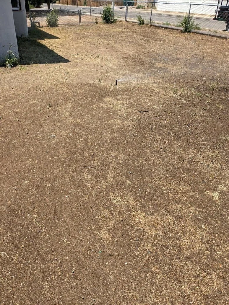 Empty dirt yard with a few small plants and a chain-link fence in the background.