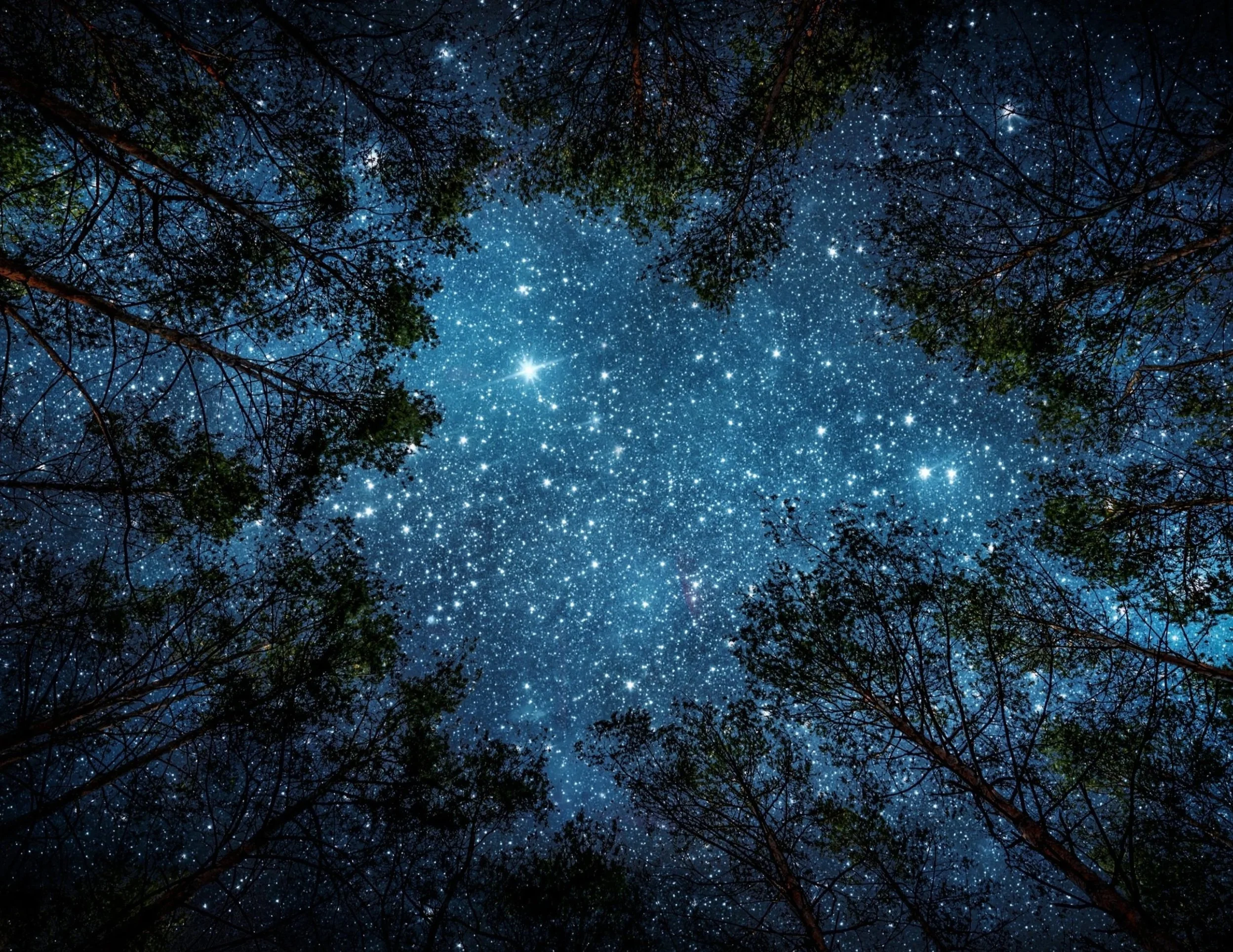 Starry night sky visible through the tops of tall trees with branches and leaves