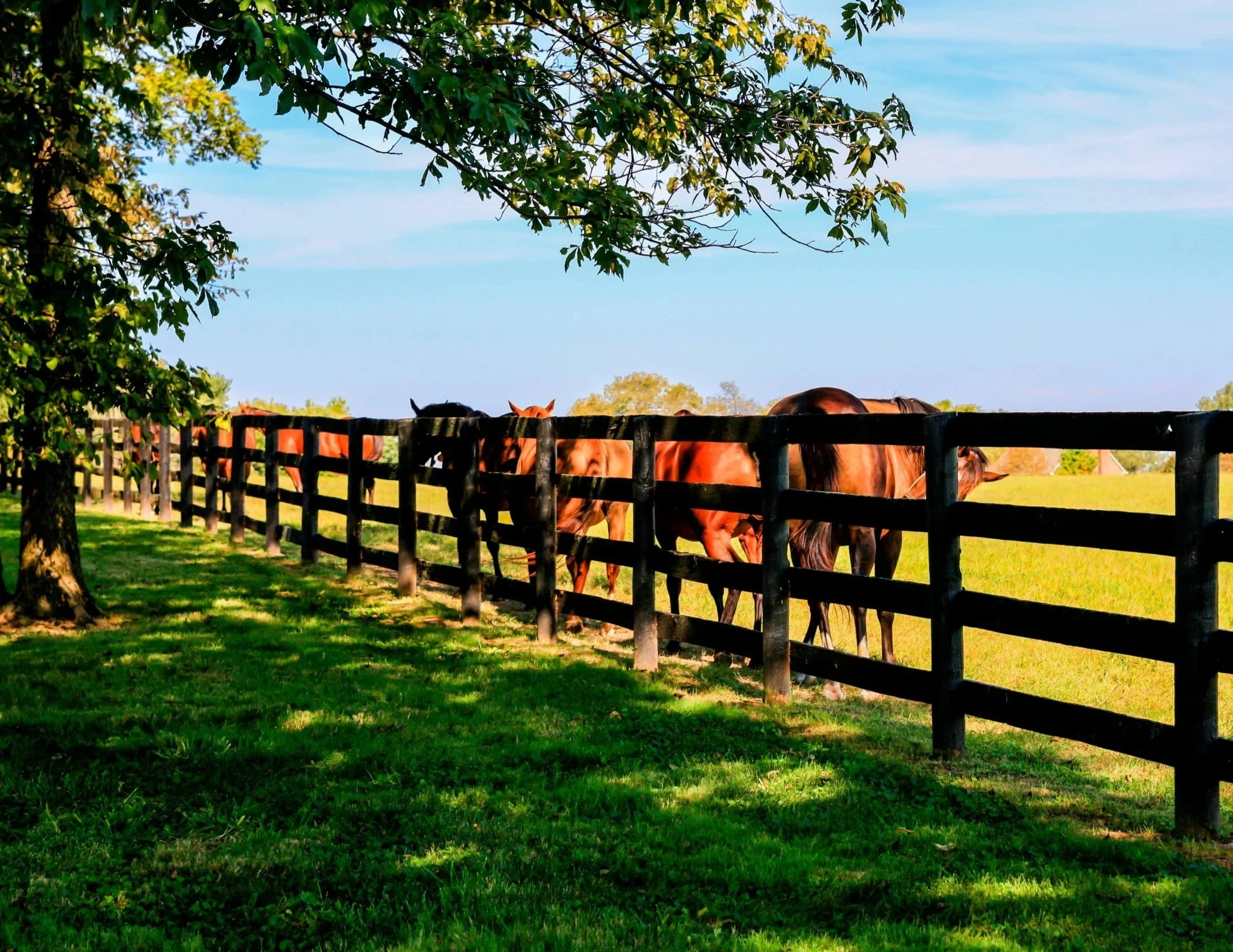 A row of brown horses grazing behind a black wooden fence on a grassy pasture, with trees and a clear blue sky in the background.