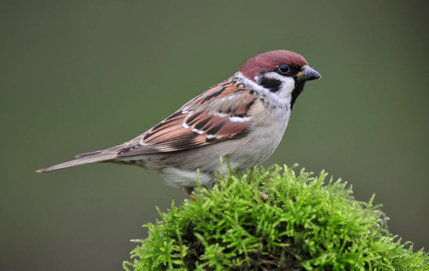 A close-up of a small bird perched on green moss with a blurred green background. Spruce and Sparrow Counseling Services, LLC.
