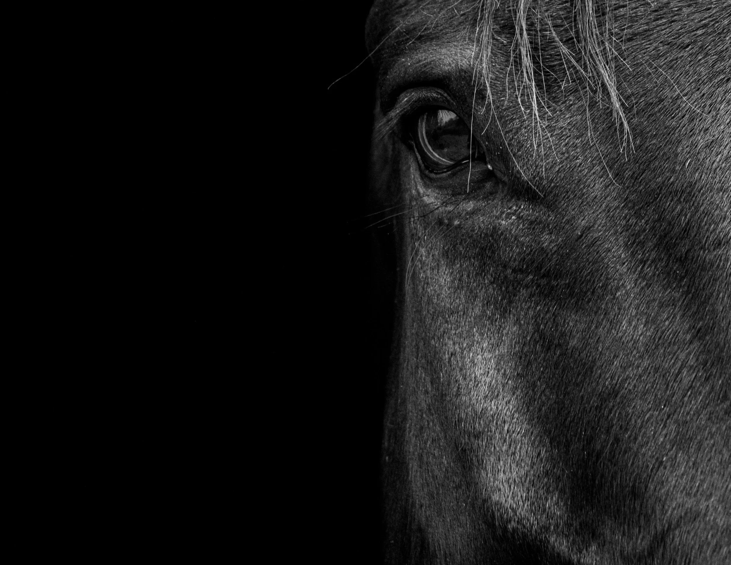 Close-up of a horse's eye and face in black and white, with part of the image fading into black.