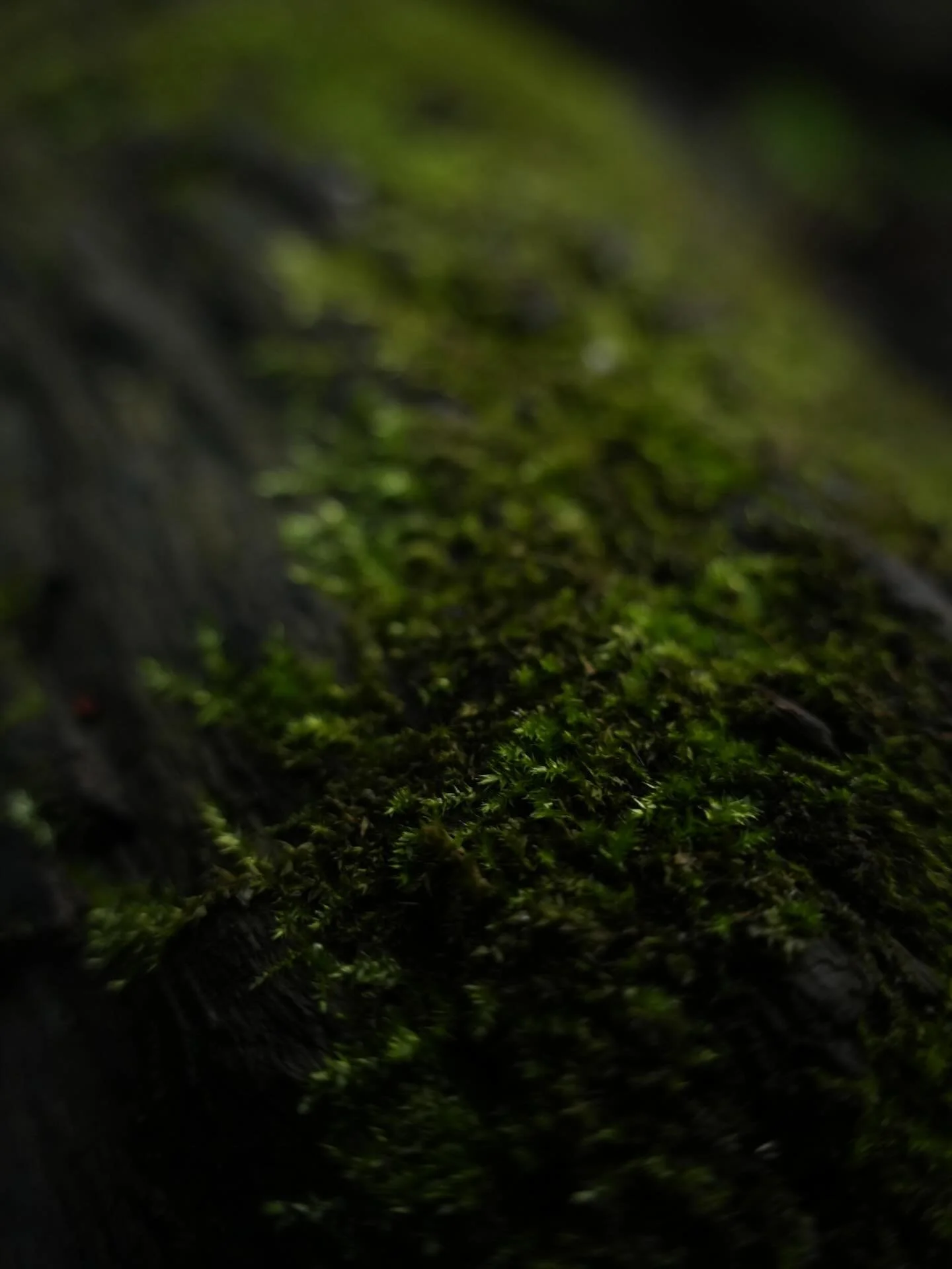 happy earth day🌎
&bull;
&bull;
&bull;
shot on sony a6700 with a sigma 15-50mm f/2.8 lens