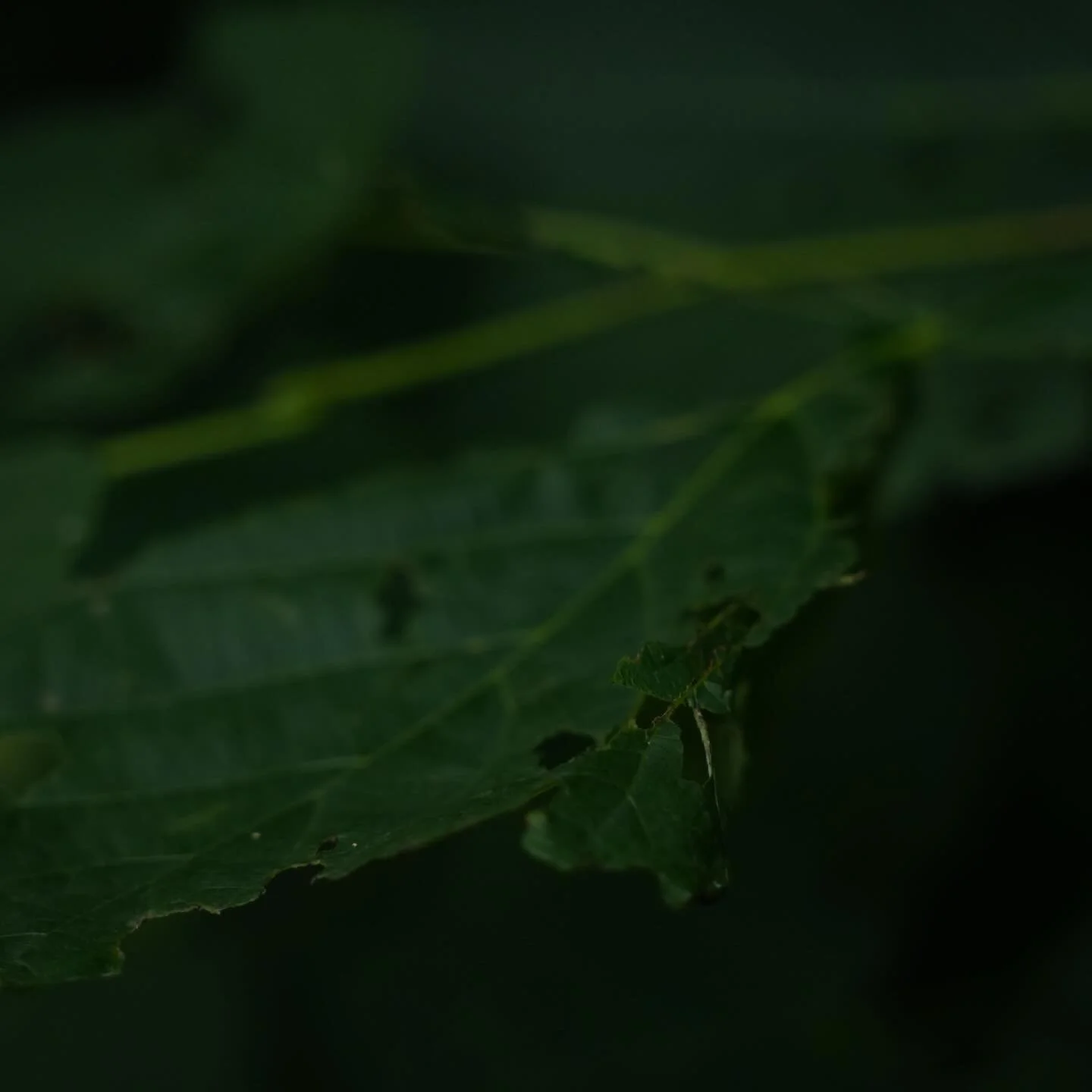 happy earth day🌎
&bull;
&bull;
&bull;
shot on sony a6700 with a sigma 15-50mm f/2.8 lens