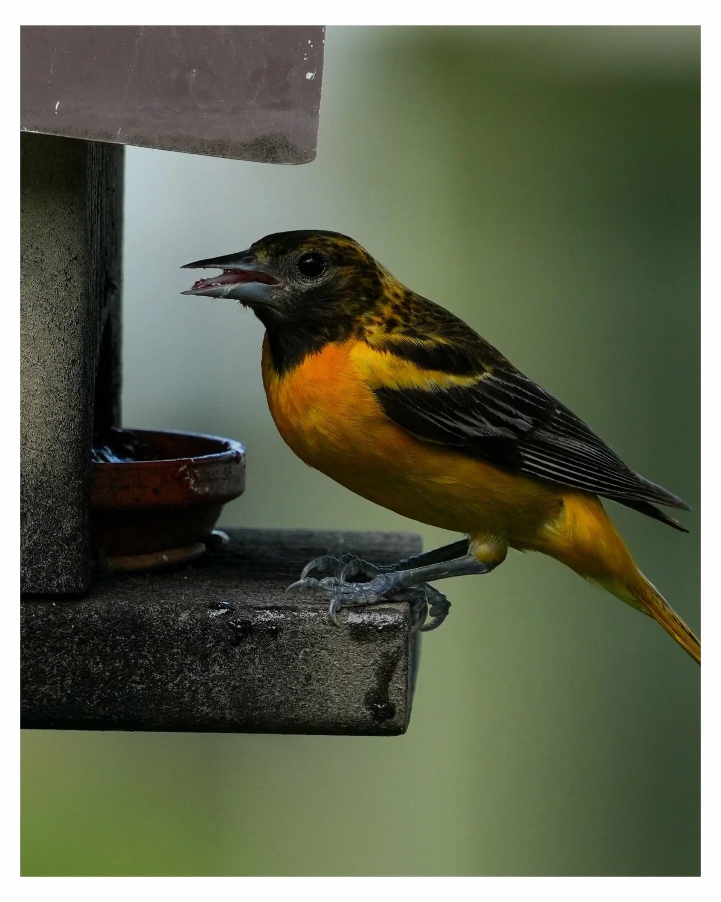 🪶bird watching🪶
&bull;
&bull;
📸 sony a6700
📍 lake washington, minnesota