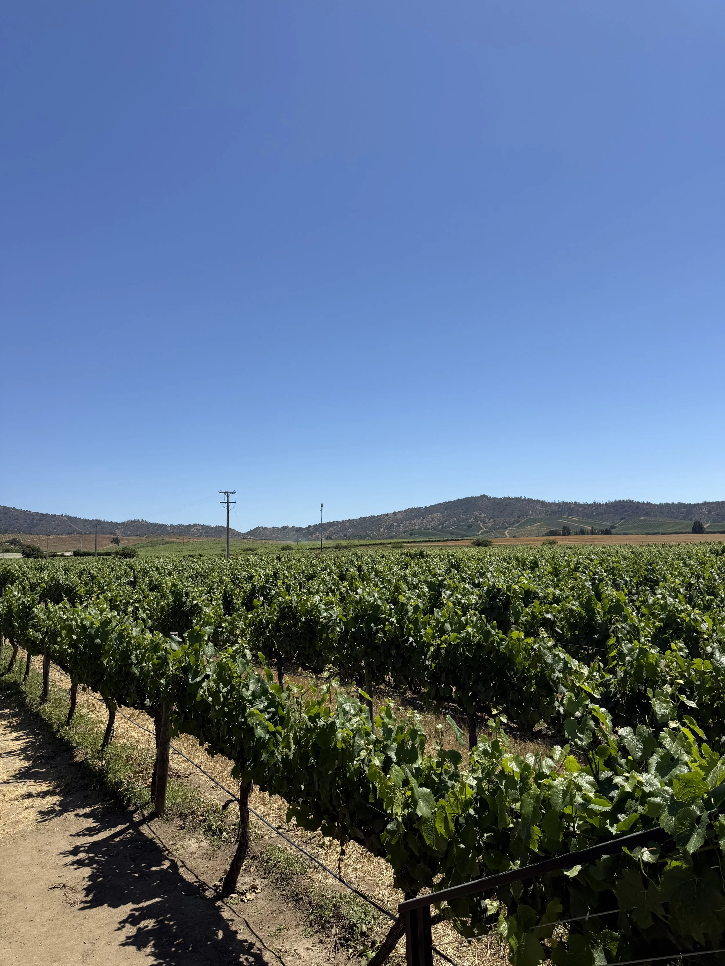 NEW ZEALAND WINE ESCAPE (MARLBOROUGH)