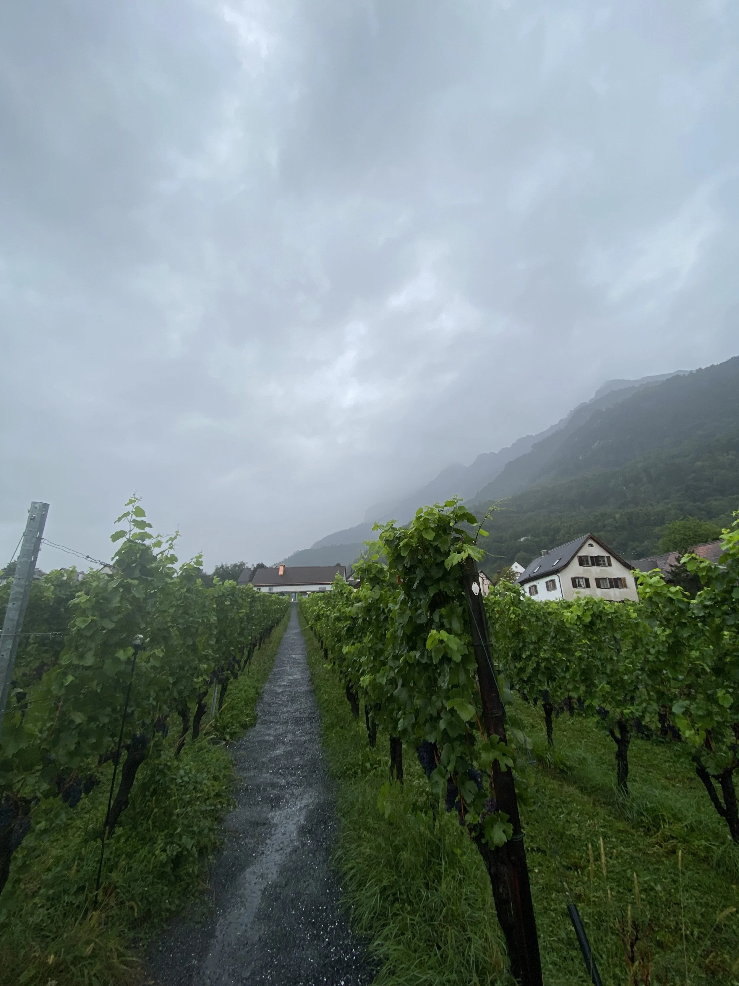 Wellness & Spa Treatments