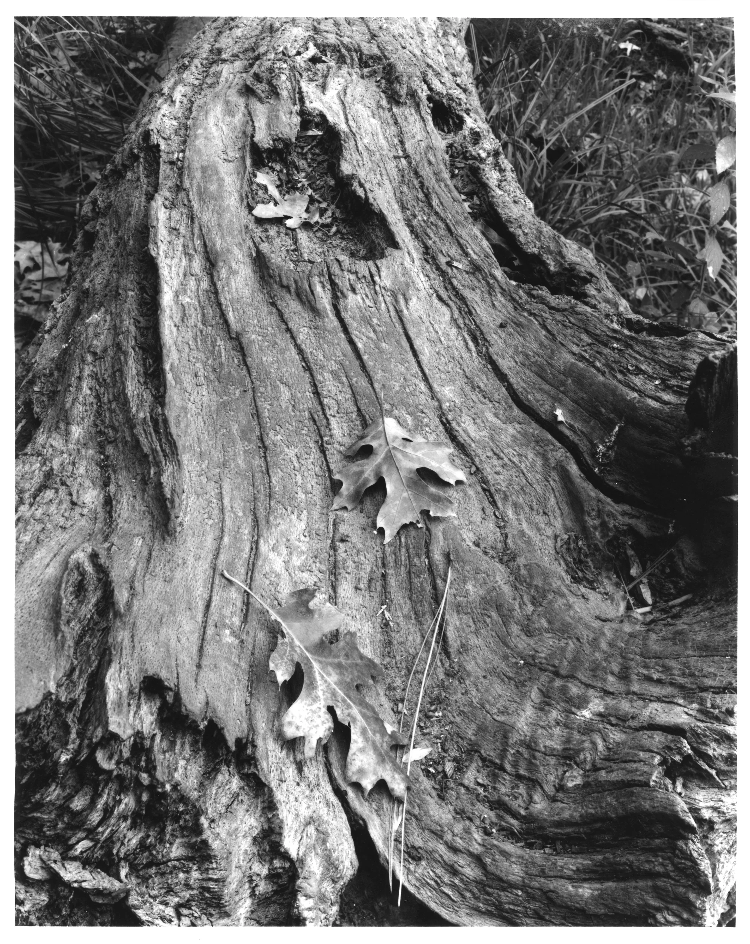 Fallen Tree, Yosemite NP