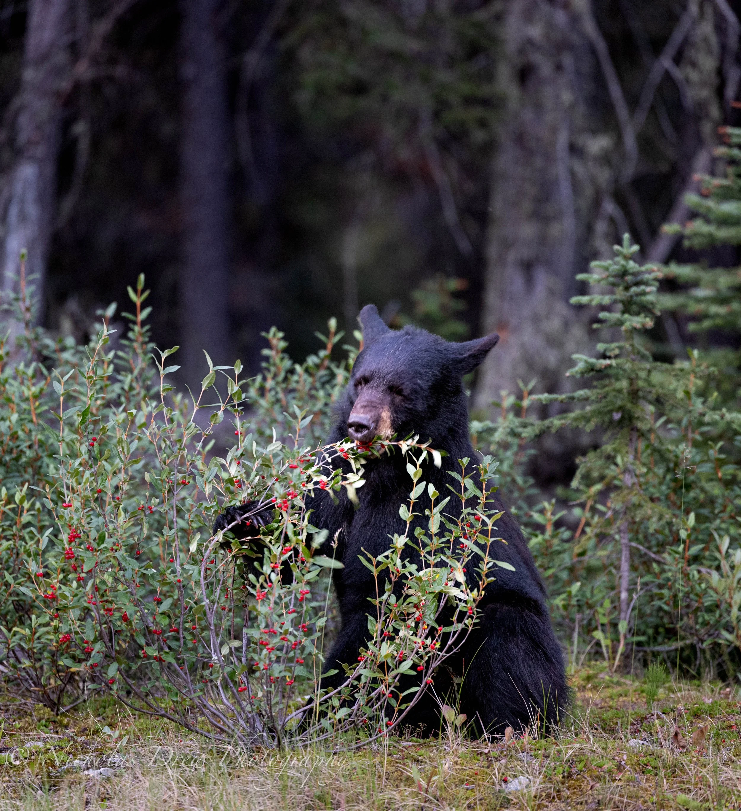 Black Bear Eating Berries.jpg
