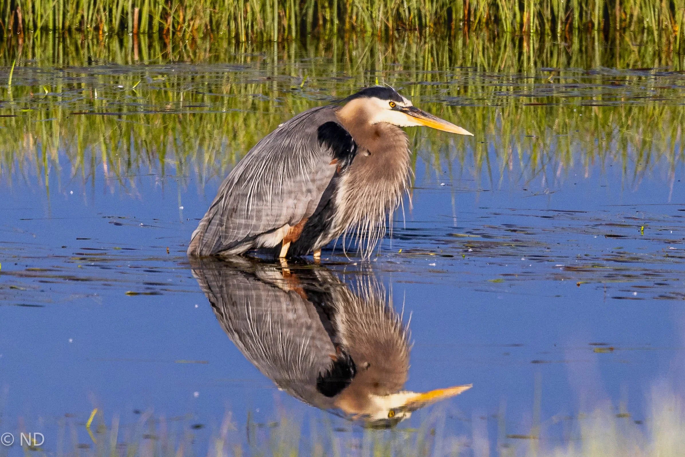 Blue Herrin Yellowstone-4.jpg