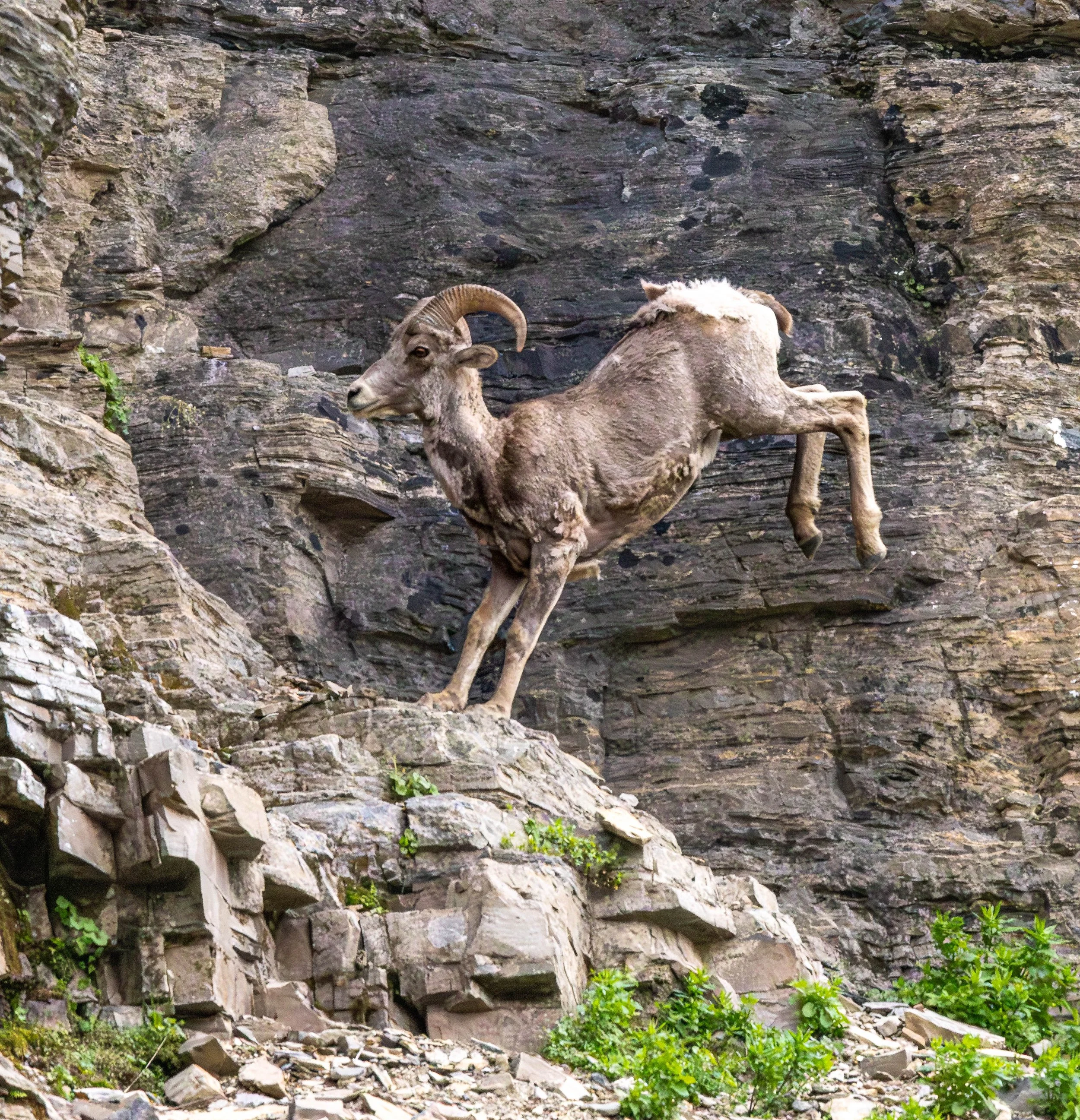 Jumping Ram-2.jpg
