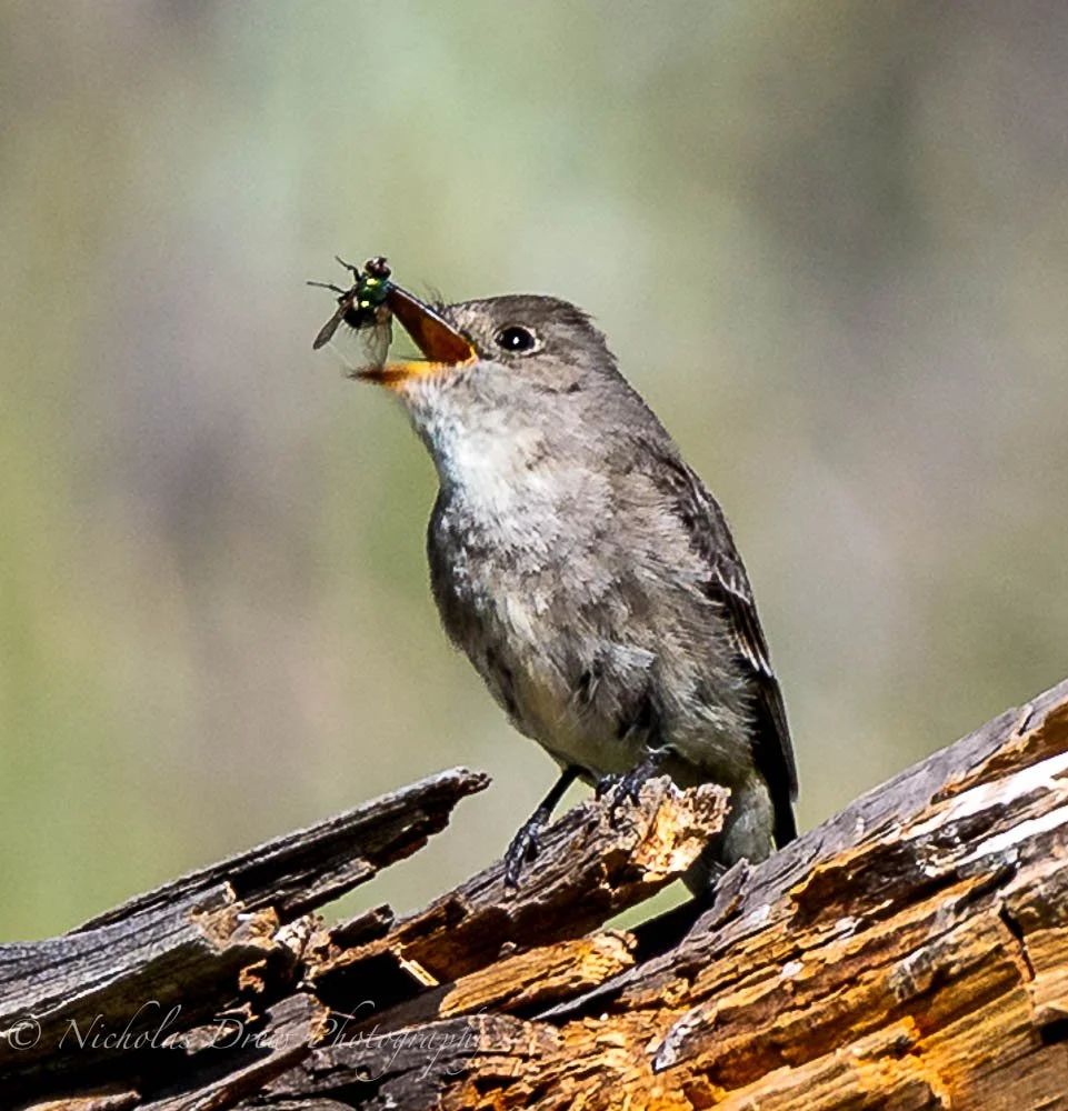 Bird eating fly.jpg