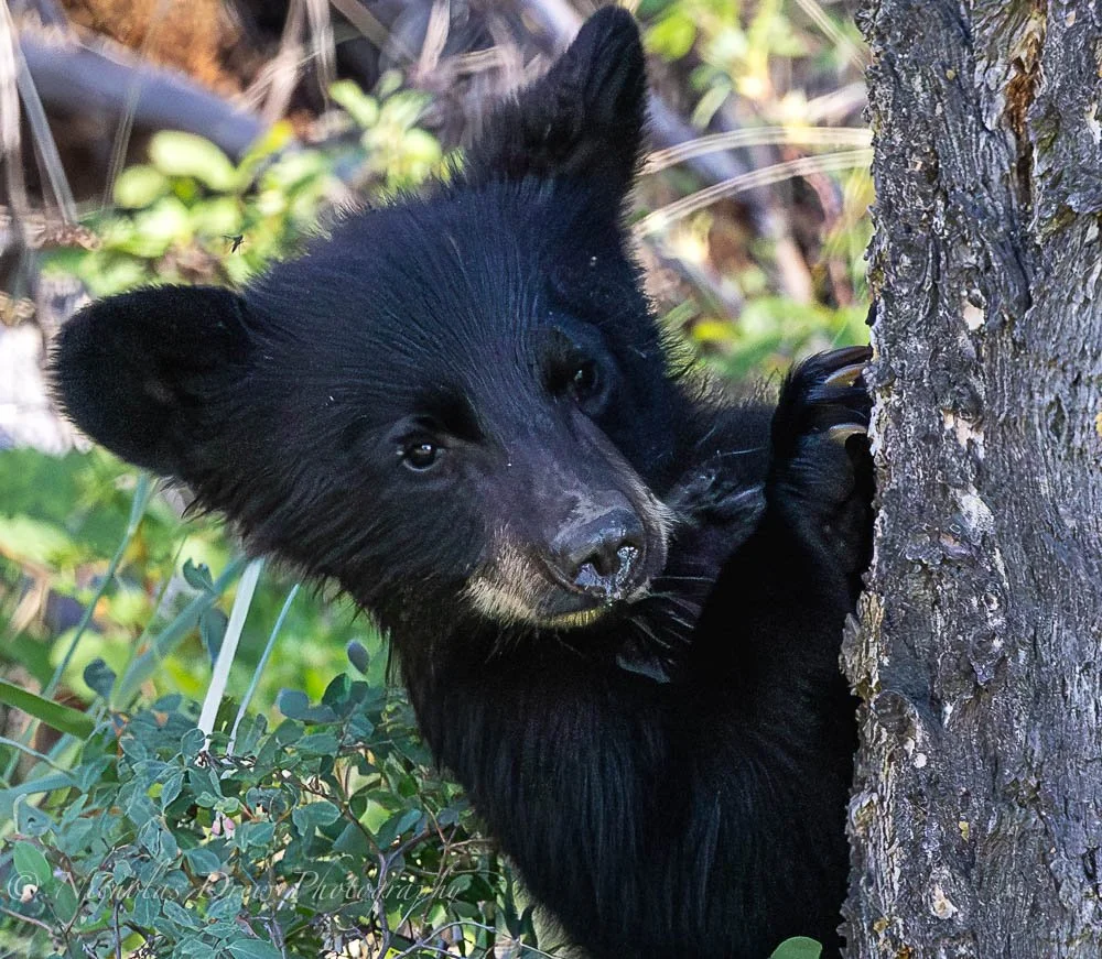 Curious Black Bear Cub