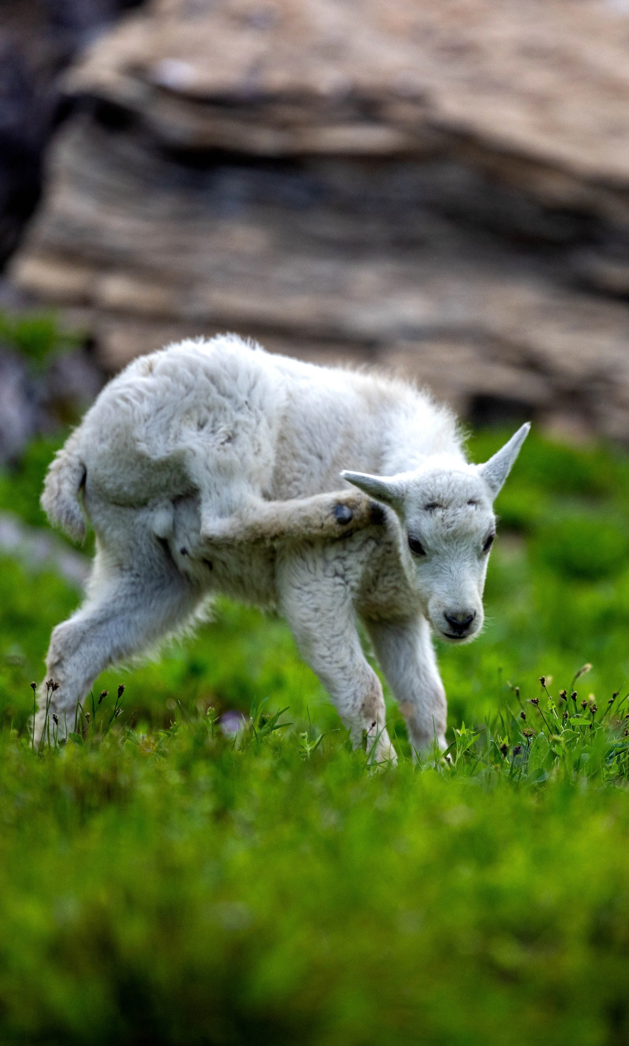 Baby Mountaing Goat.jpg