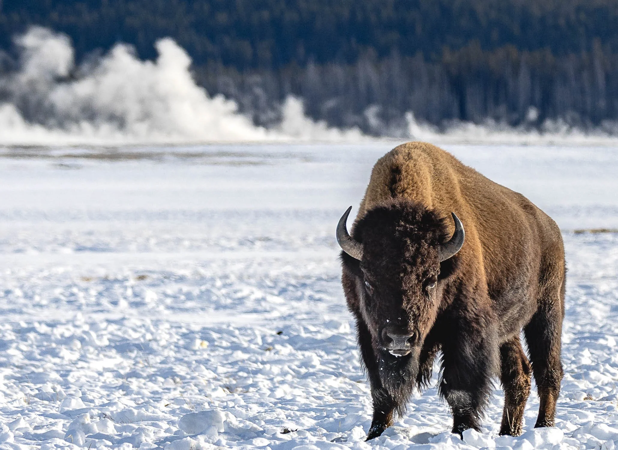 Bison Hot Springs.jpg