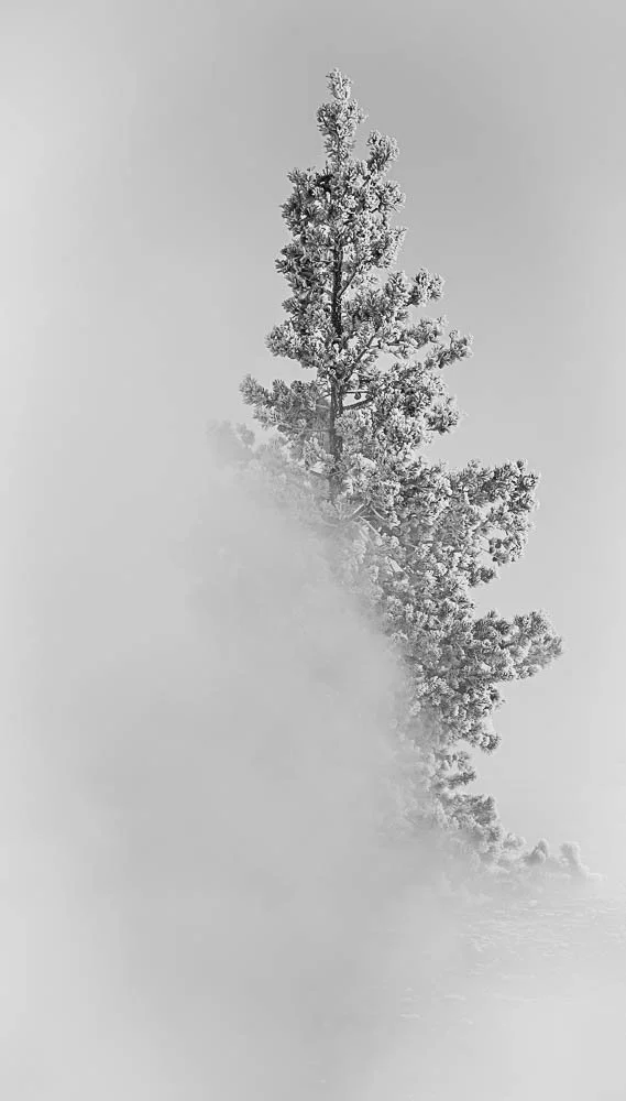 Frosted Tree B&W.jpg