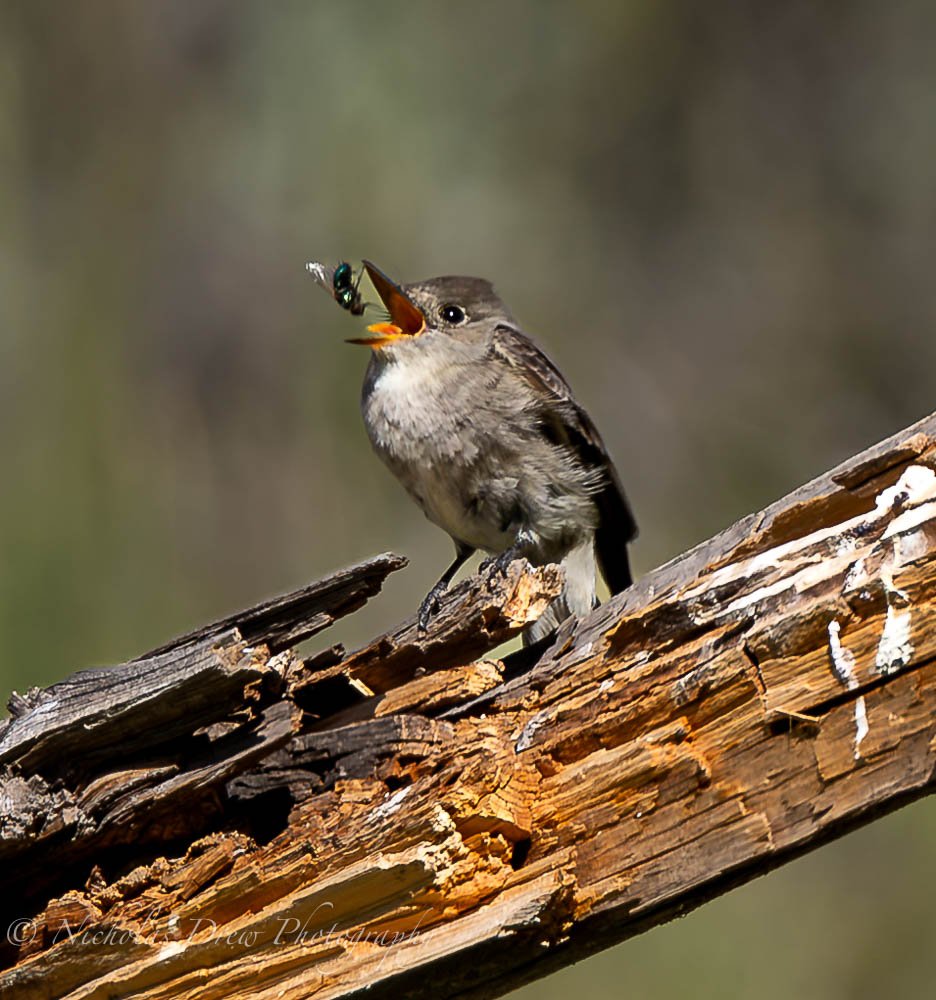 Bird eating fly-2.jpg
