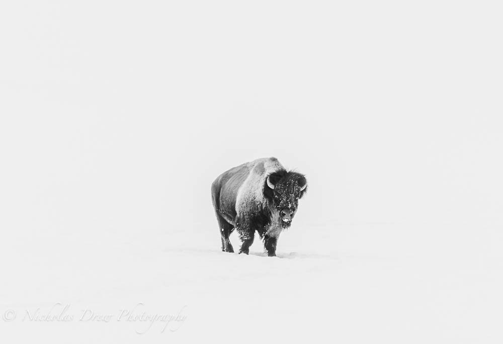 Bison In Snow B&W-2.jpg