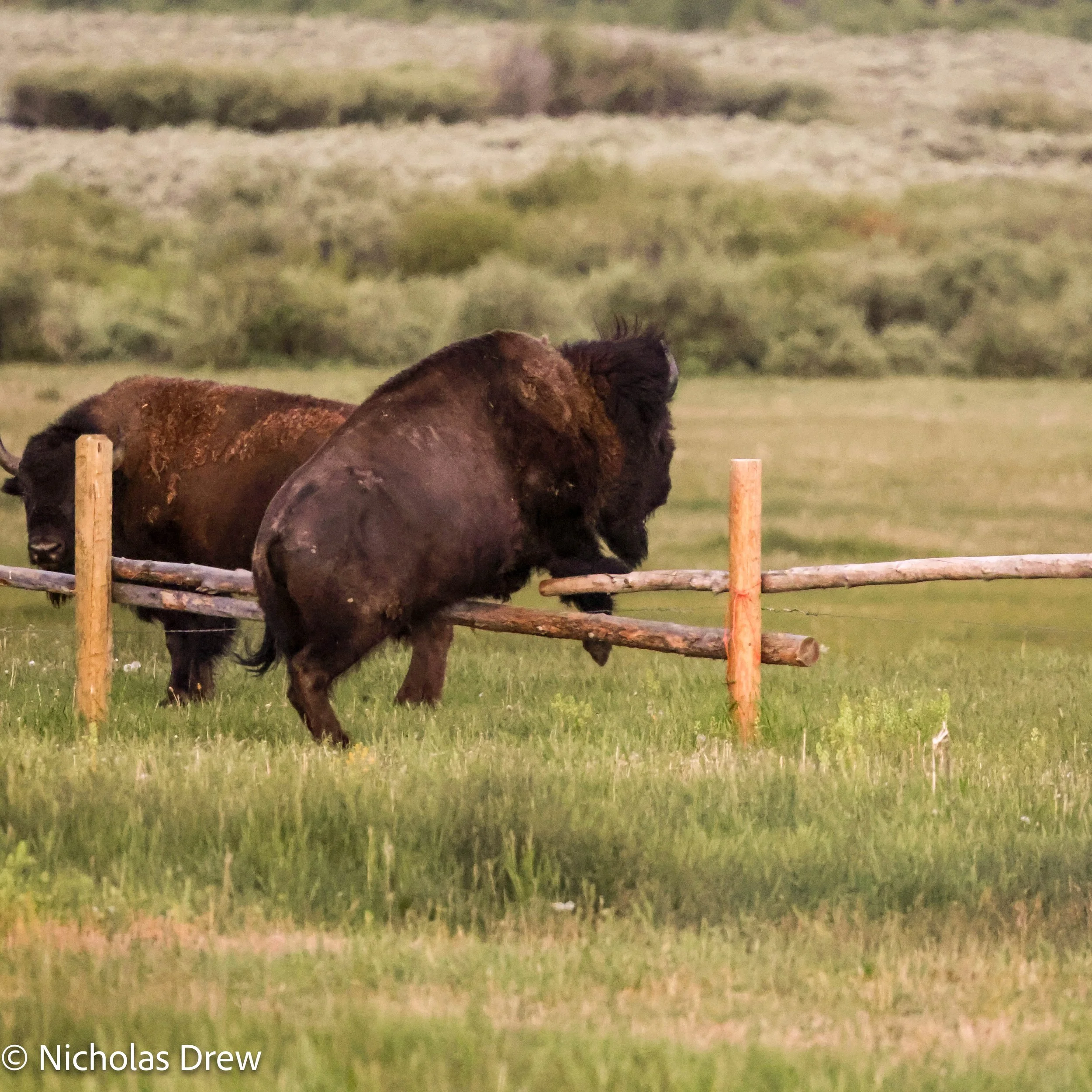 Bison Jump-2.jpg