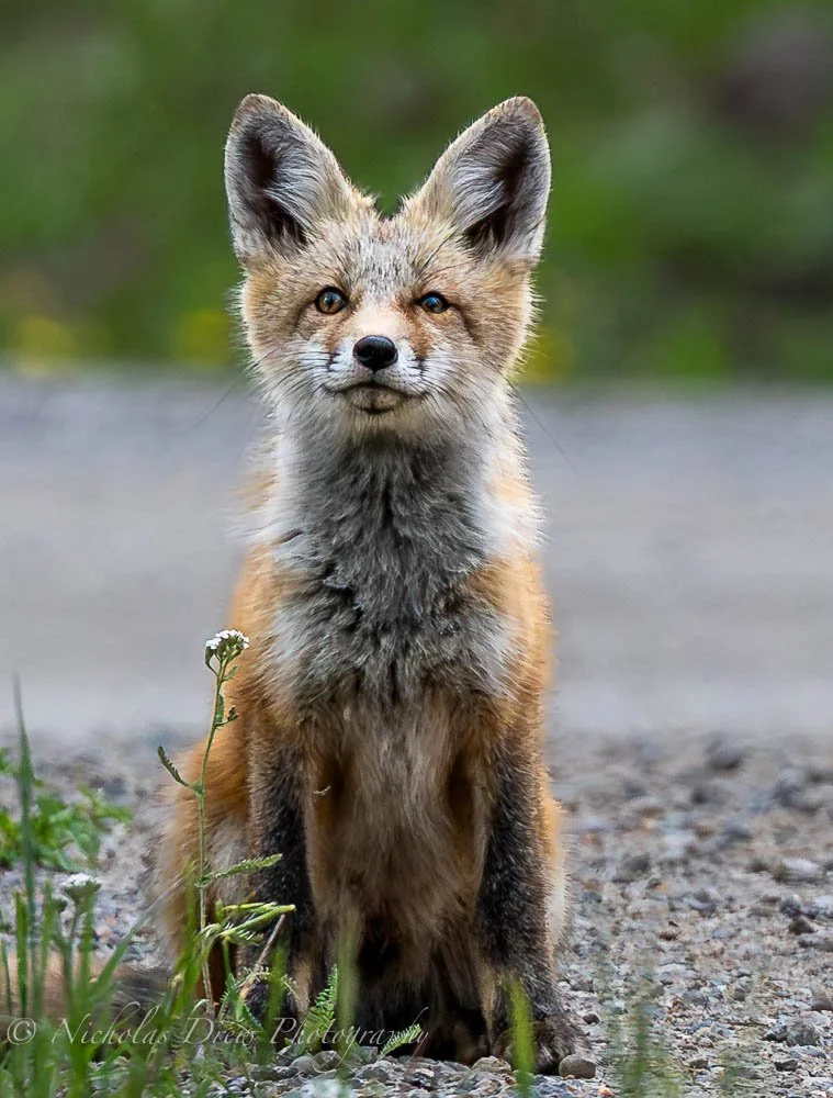 Fox pup-2.jpg