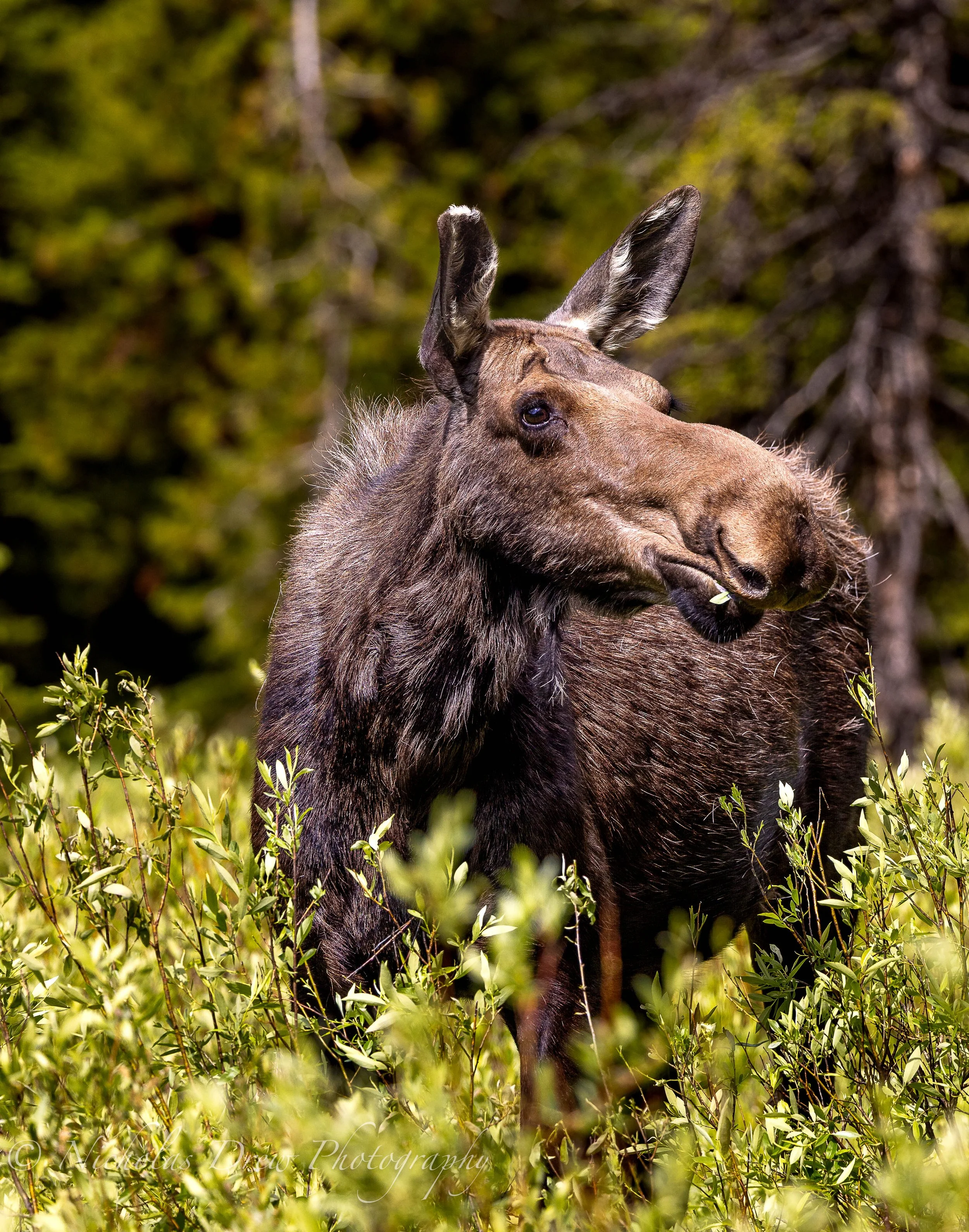 Moose Watermark.jpg