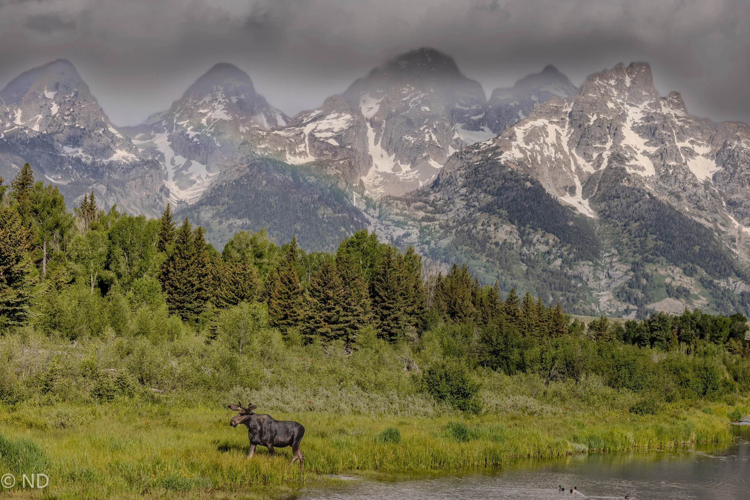Moose rainbow tetons.jpg