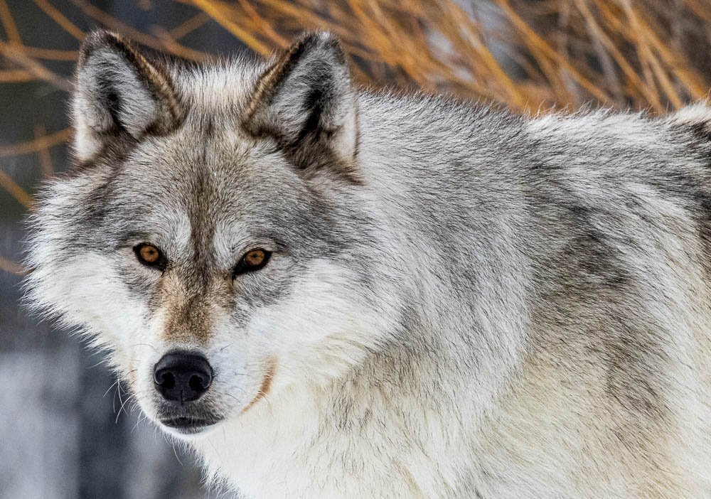 Wolf.jpg