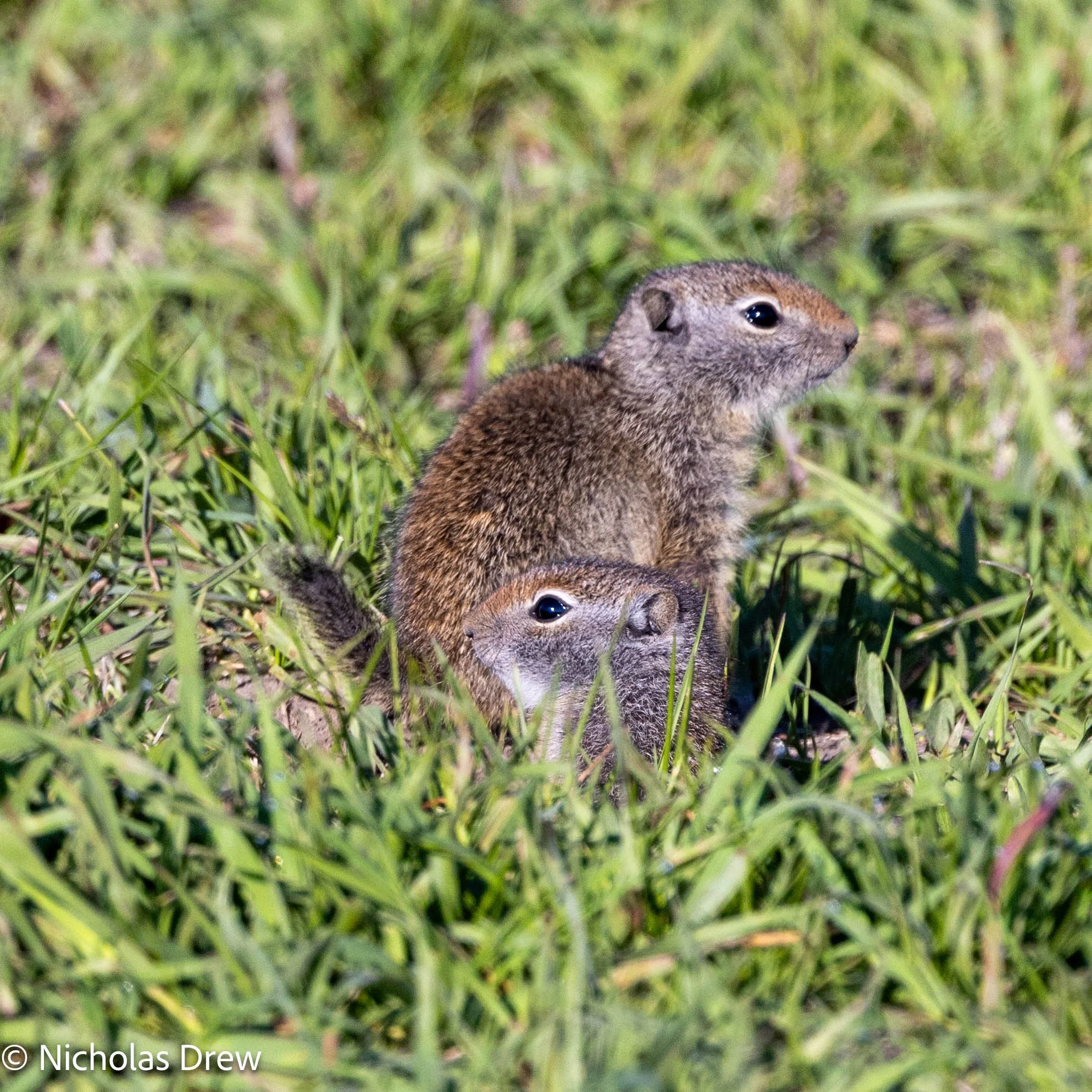 Prarie Dog and buddy.jpg