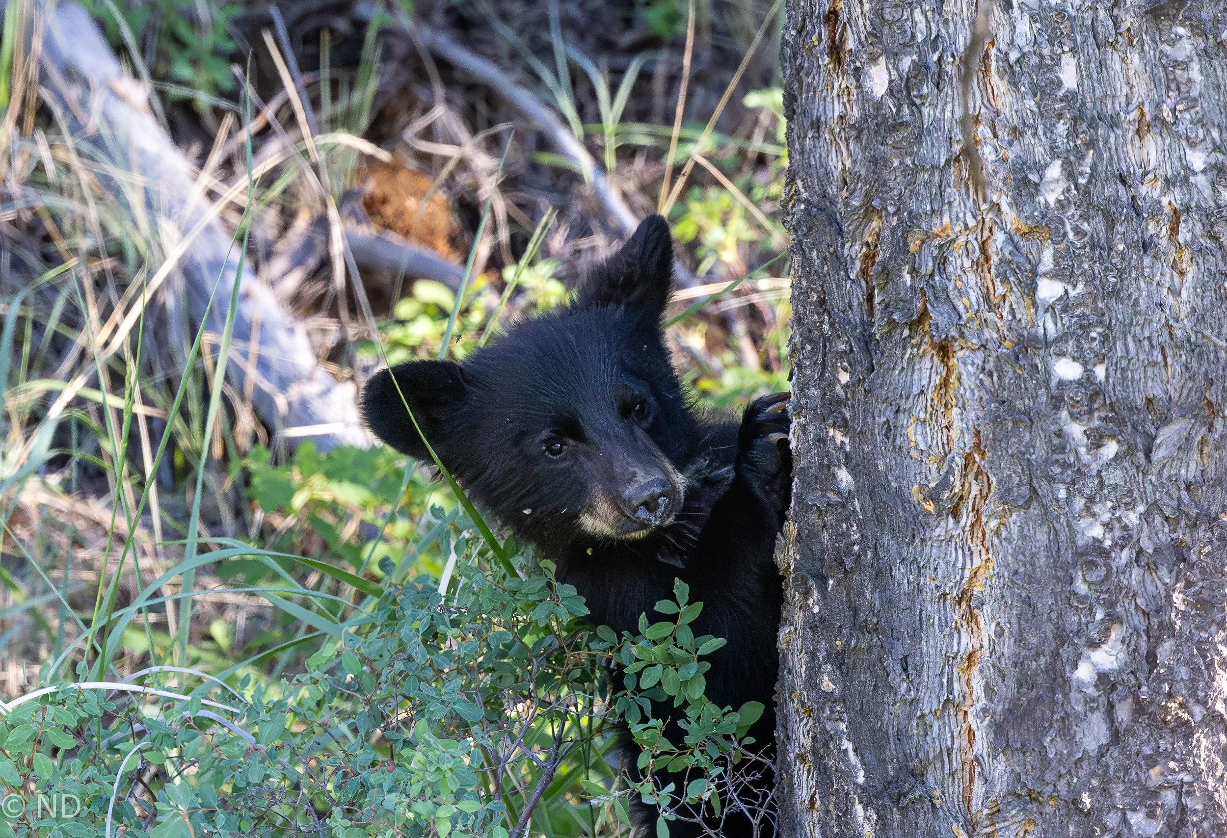 Bear cub hugging tree.jpg