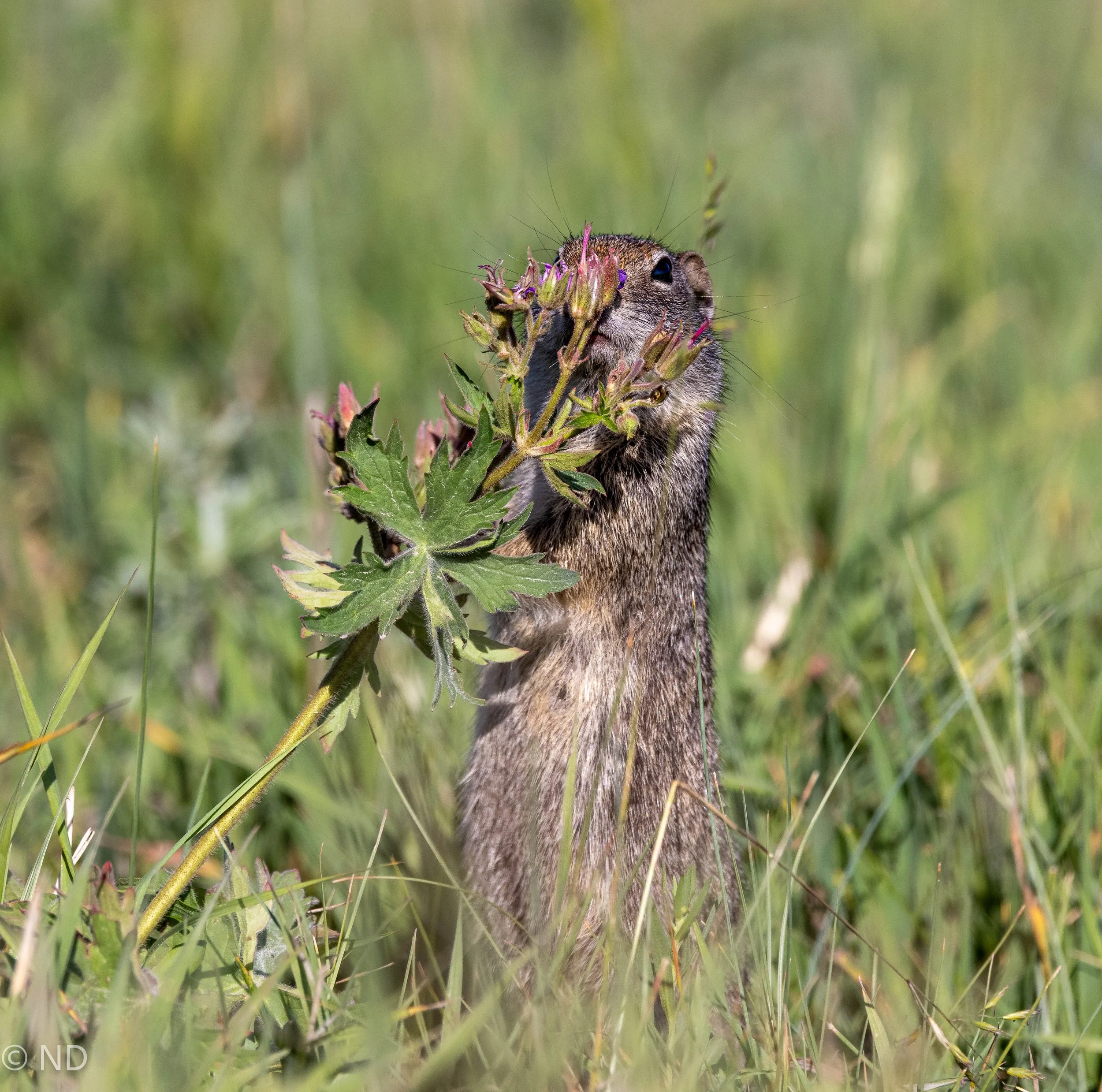 Prarie Dog sniffing flower.jpg