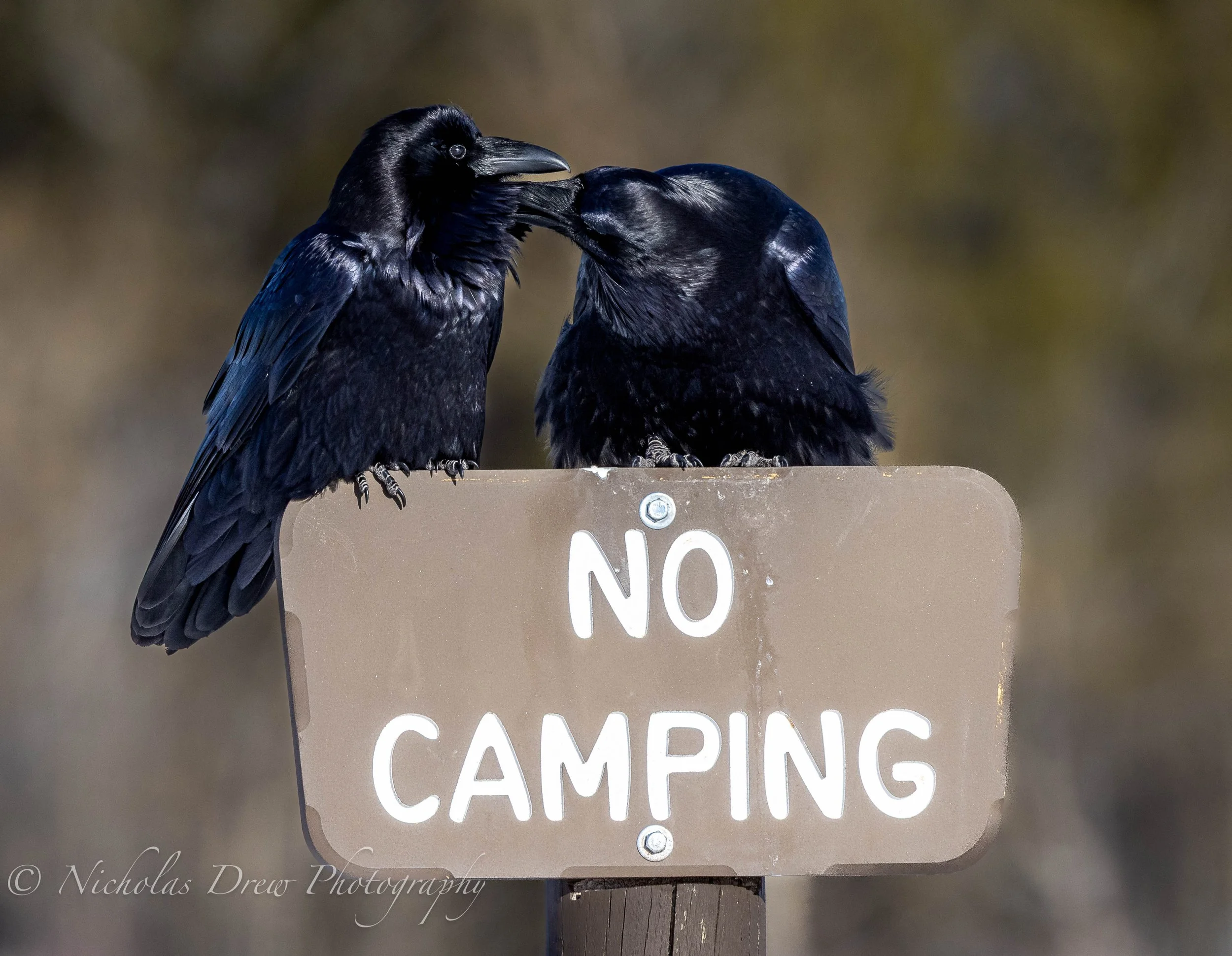 Ravens No Camping Sign.jpg