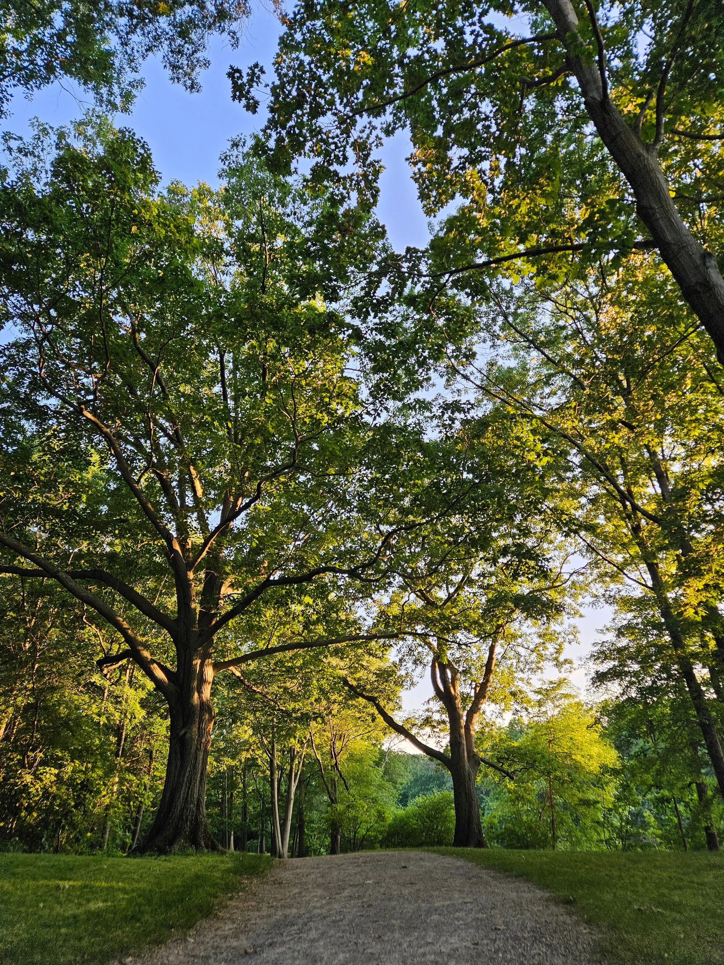 Sunlit walking path surrounded by green trees in a Boston park.
