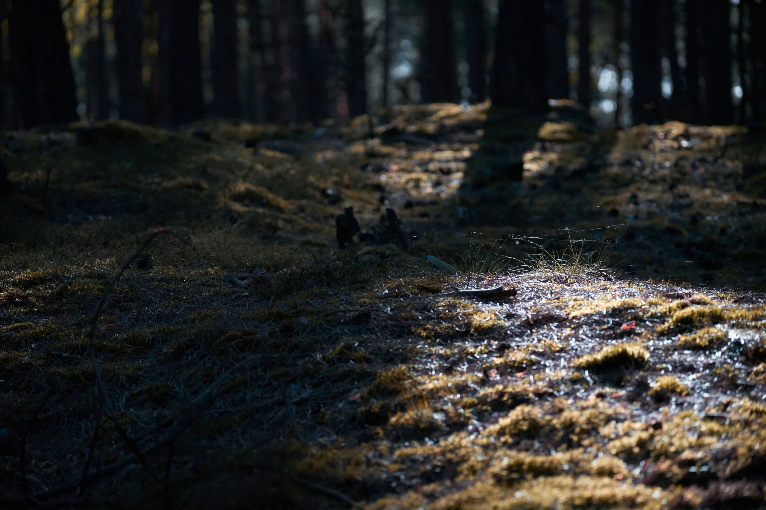 A dark forest scene with sunlight filtering through trees, illuminating mossy ground and fallen leaves.