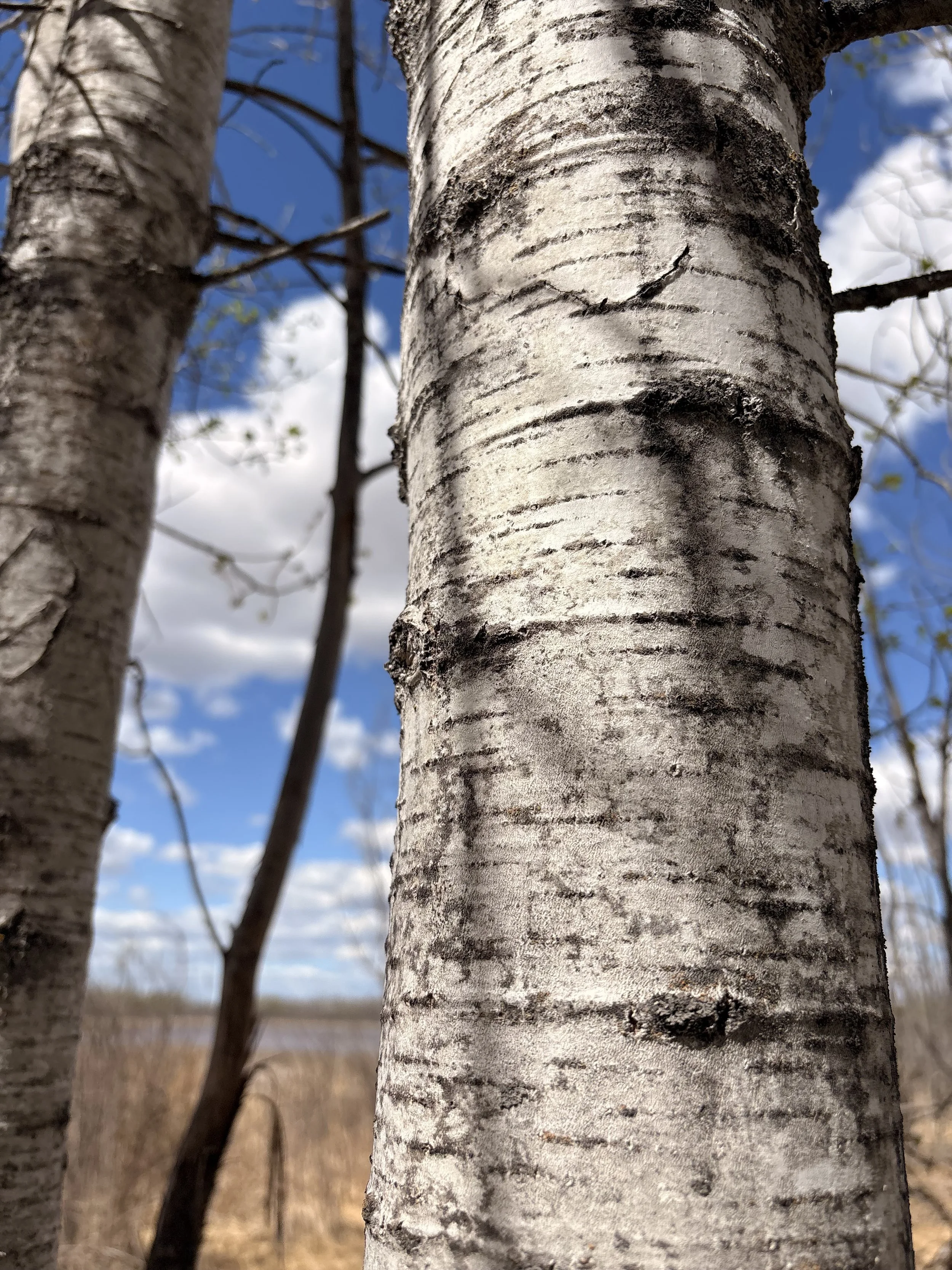 Land Acknowledgement &amp; Our Commitment
