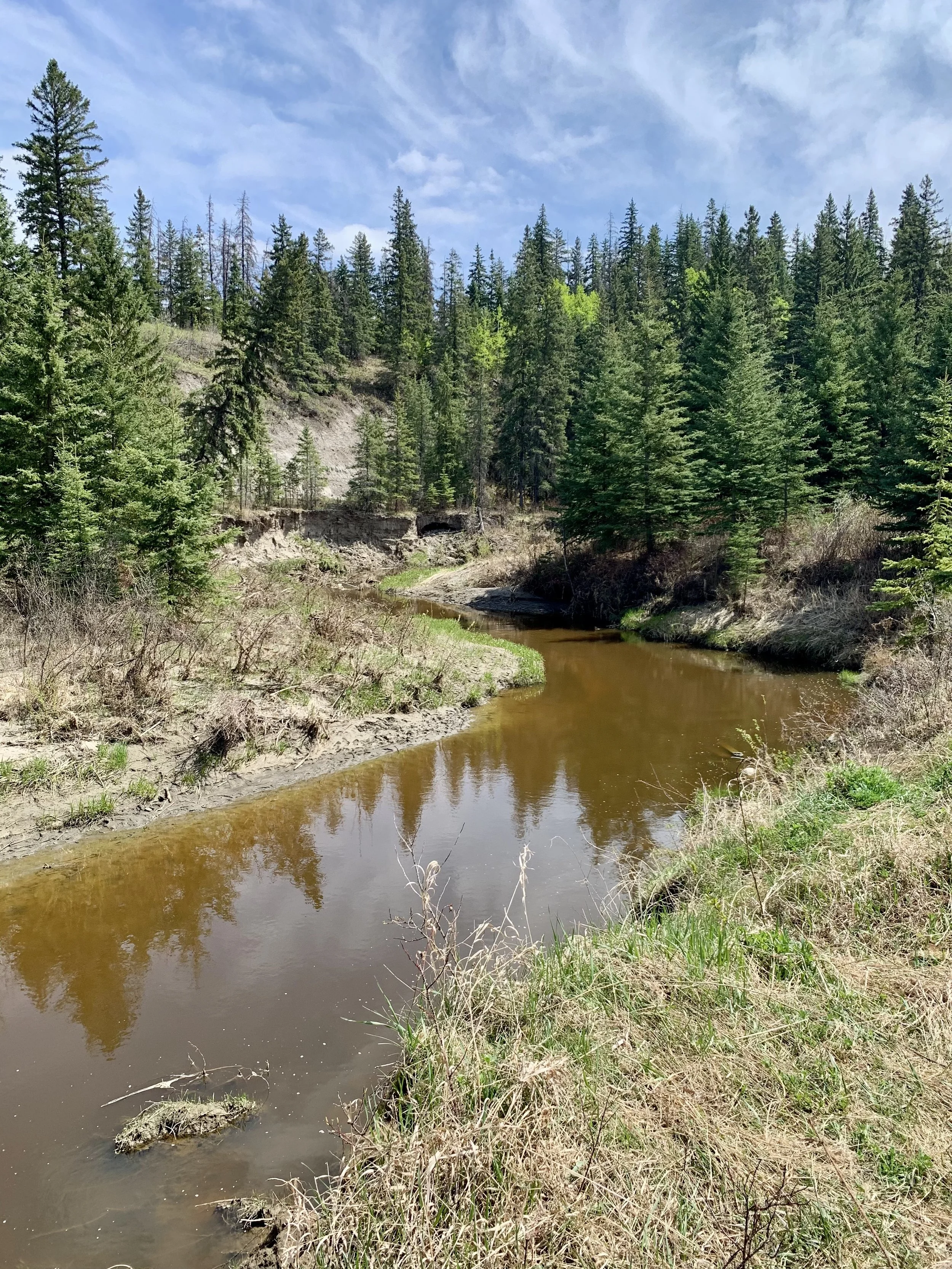 A creek in Mactaggart Sanctuary in Edmonton