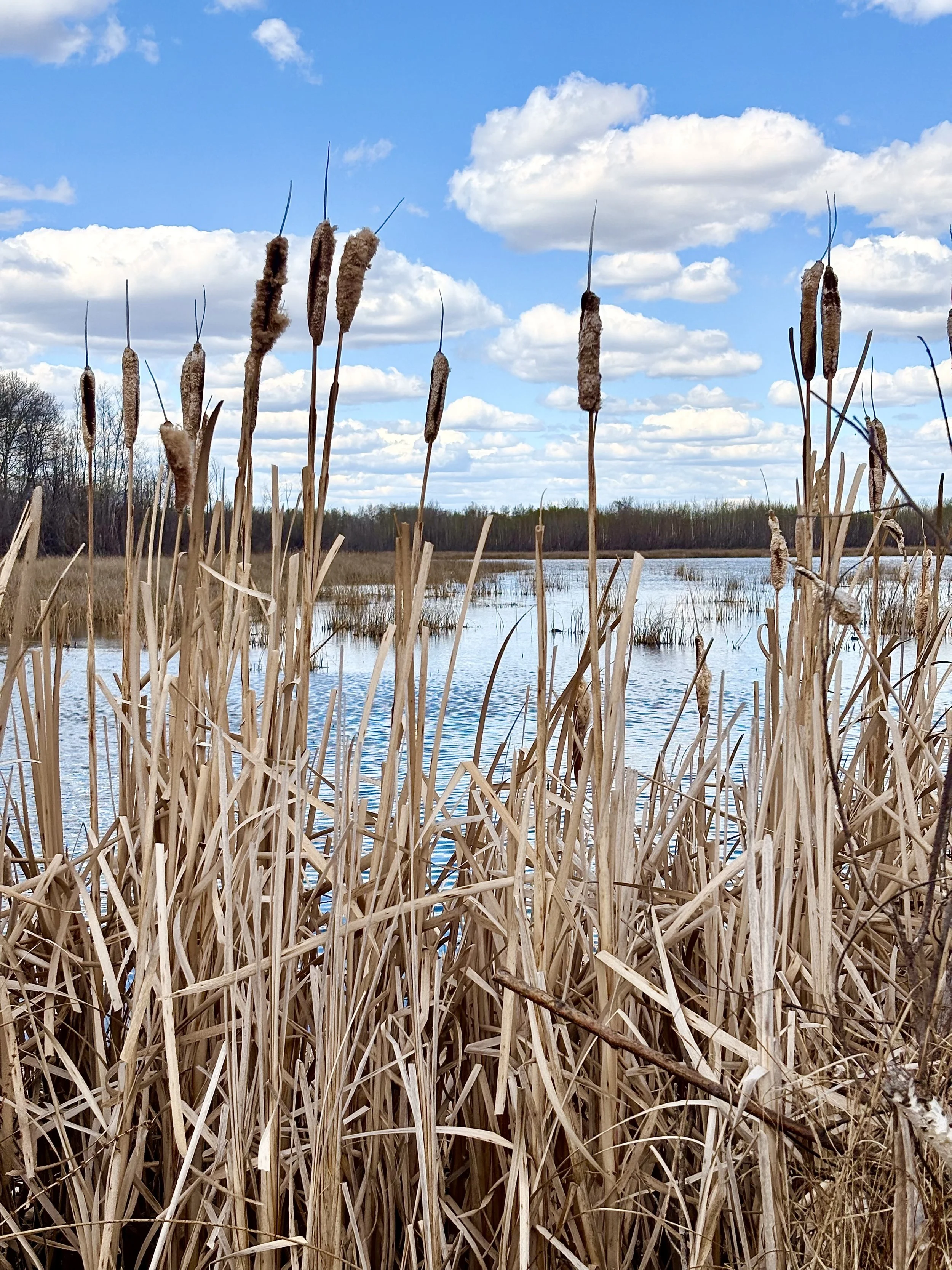 Picture of cattails at clifford e lee bird sanctuary