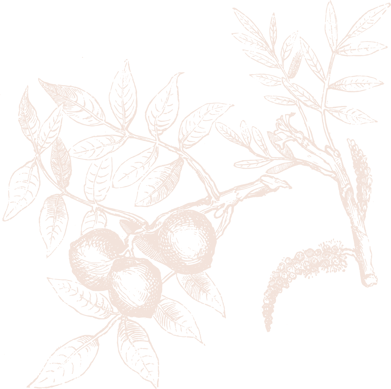 An illustration of a branch with leaves, two peaches, and a catkin, drawn in a monochromatic style with fine lines on a black background.