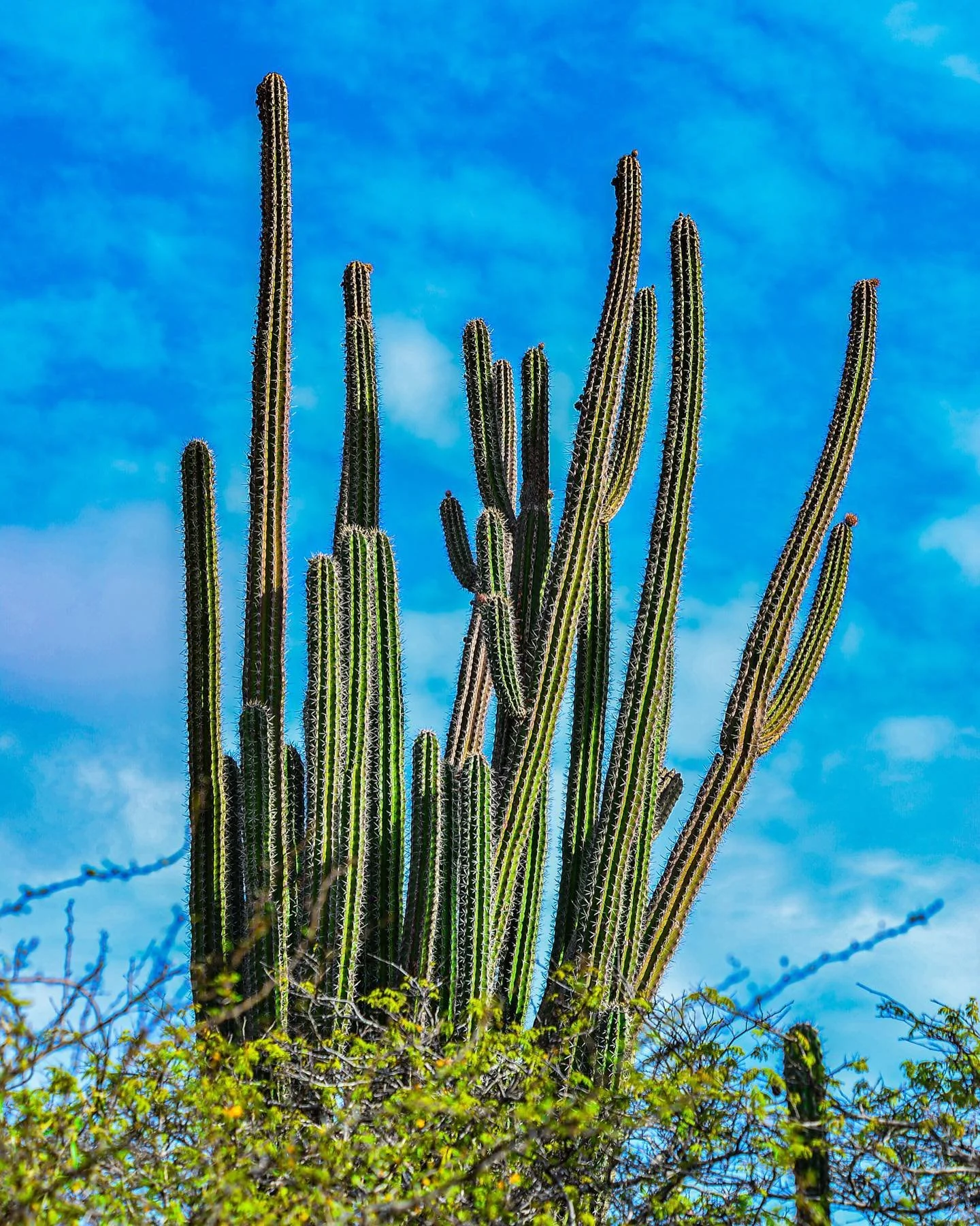 Aruba pt 1

Swipe👉🏻

#playacaribe #santacatalina #arubalife #oranjestad #marcaribe #onehappyisland #arubabeach #arubaonehappyisland #cura&ccedil;ao #bonaire #onehappyisland #gezichtenvanaruba #untilwemeetagain #staysafe #togetherwhileapart #arubanl
