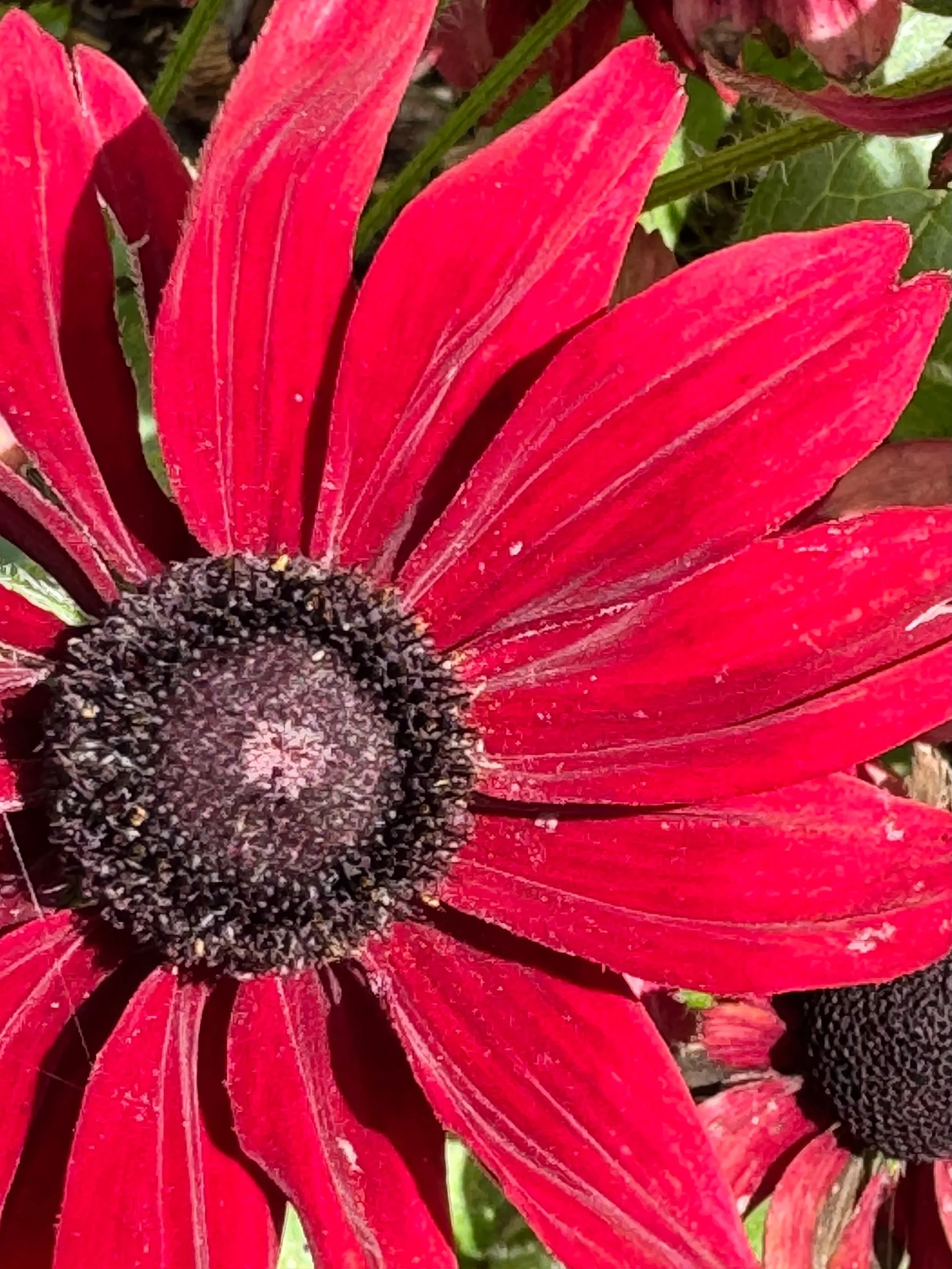 Music in the Barnyard