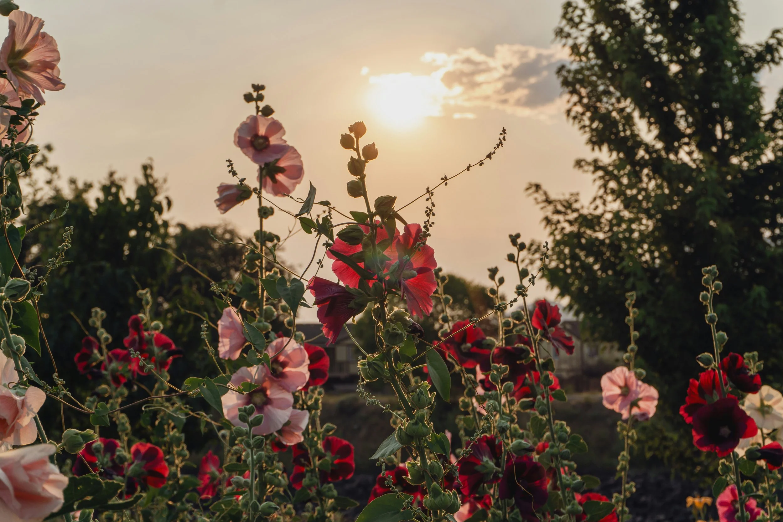 Bunte Sommerblumen im Sonnenuntergang mit Bäumen im Hintergrund.