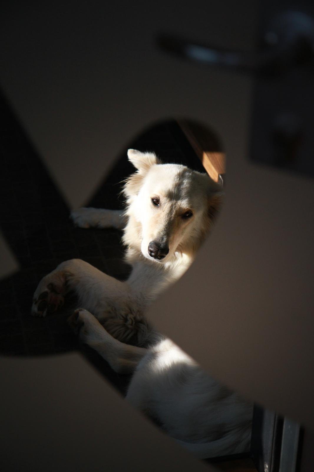 Hündchen liegt auf einem schwarzen Sitz und blickt durch ein Loch in einem Möbelstück, im Sonnenlicht.